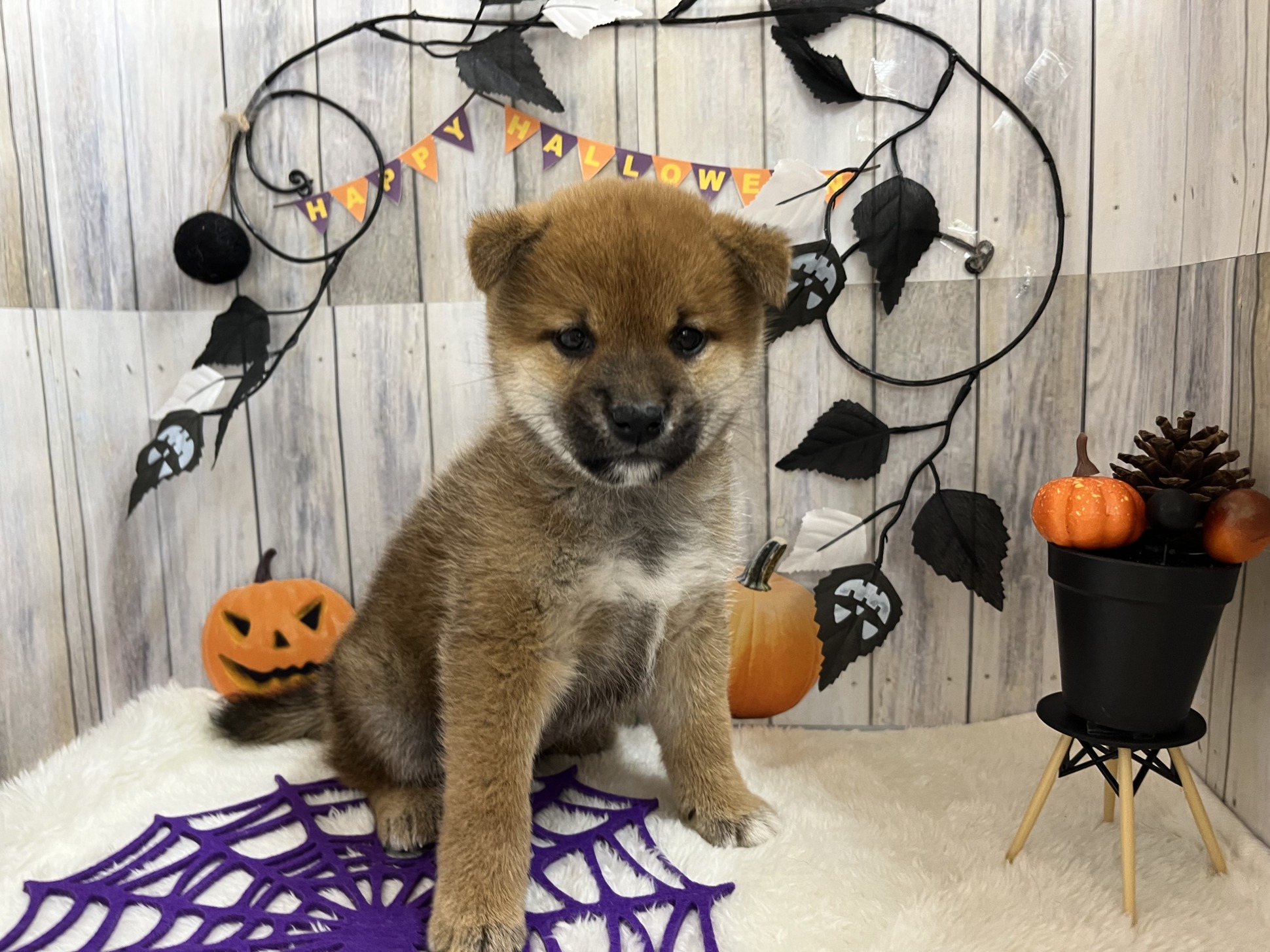 ＊おすすめ犬　決定＊