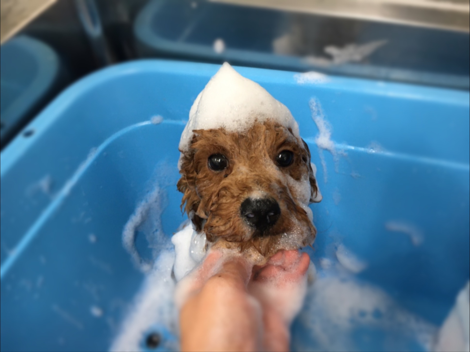 ☆★おすすめ犬プーくん★☆