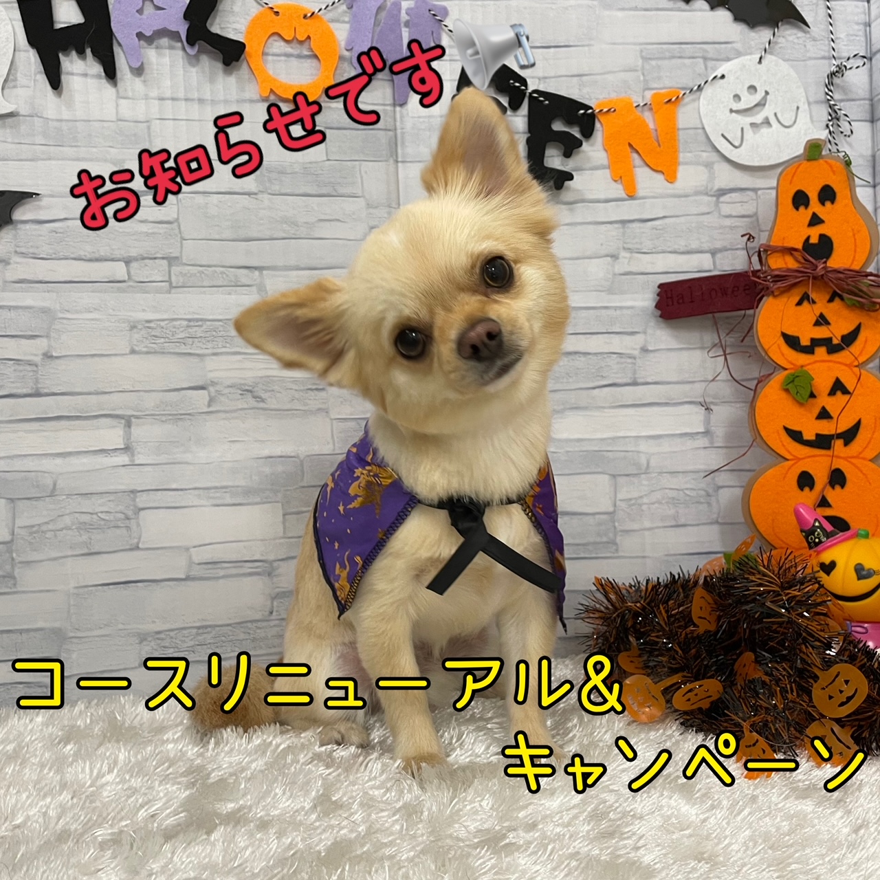 ☆トリミングコースリニューアル＆キャンペーンのお知らせ☆