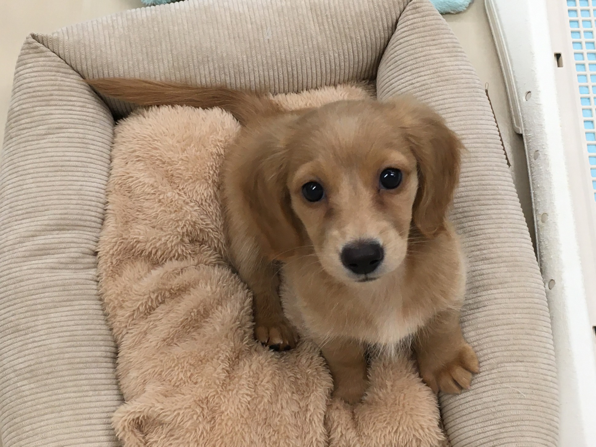 おすすめ犬バトンタッチ☆彡