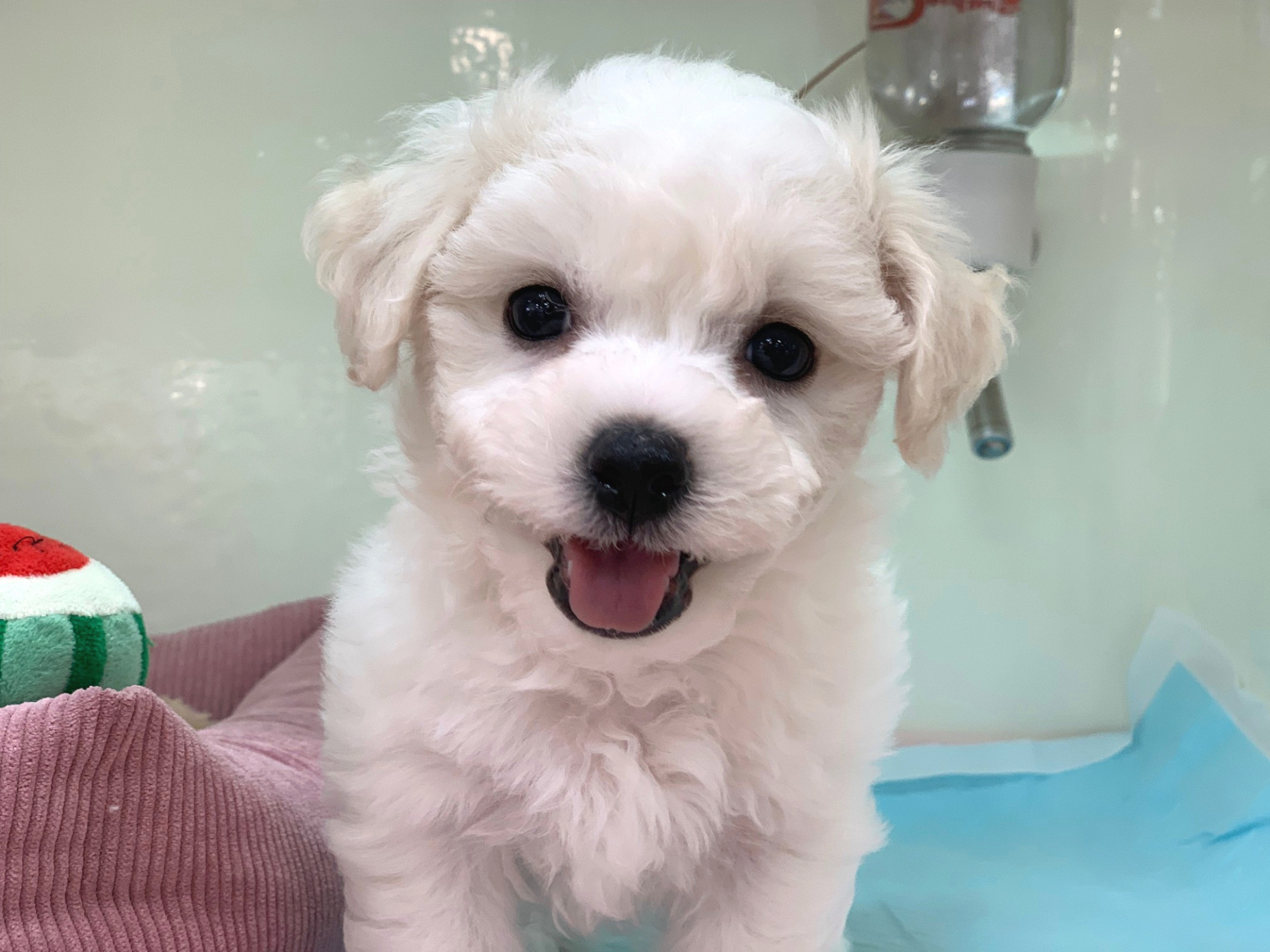 ★ふわもこ犬♡★