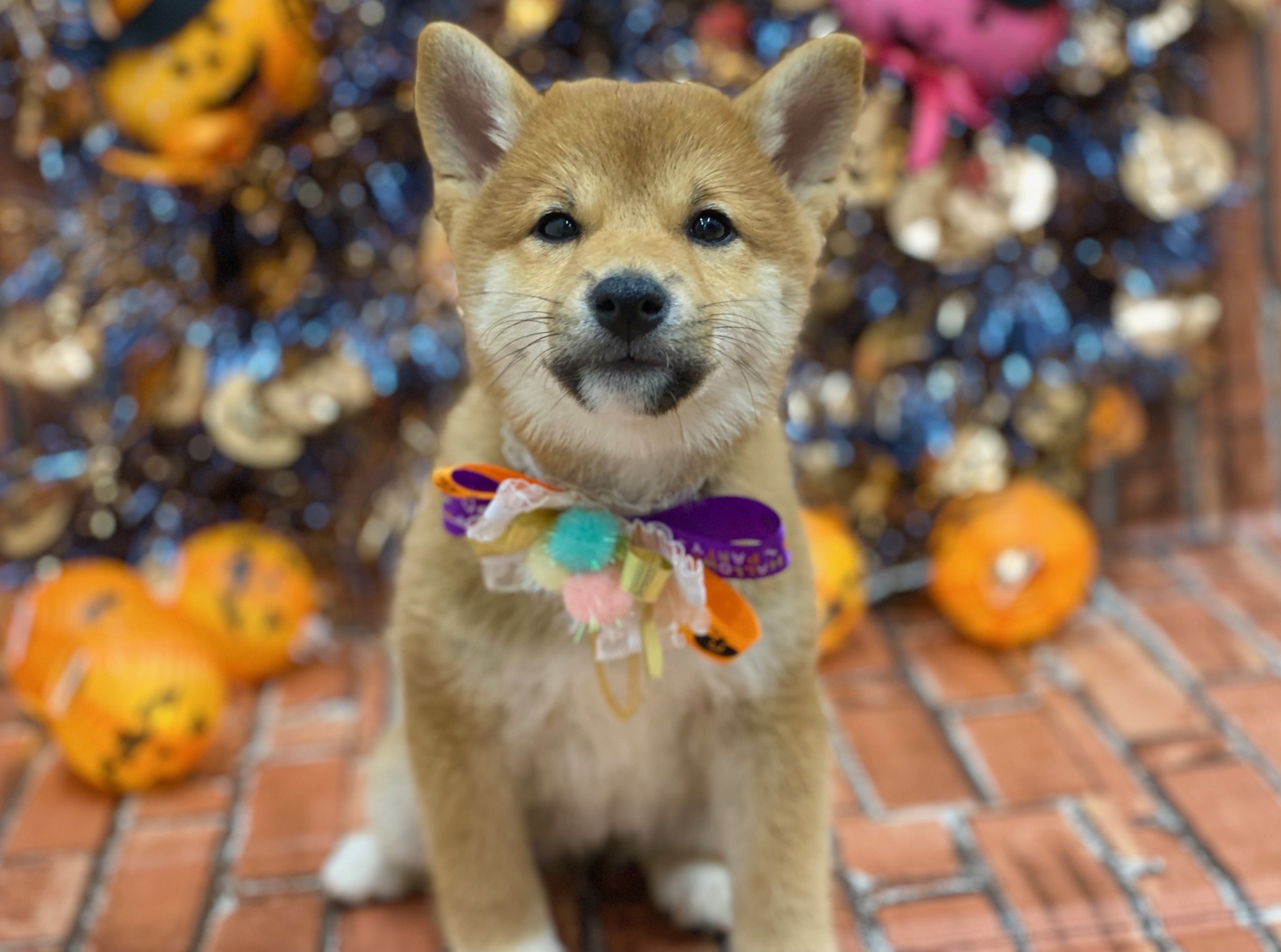 ☆new おすすめ犬☆