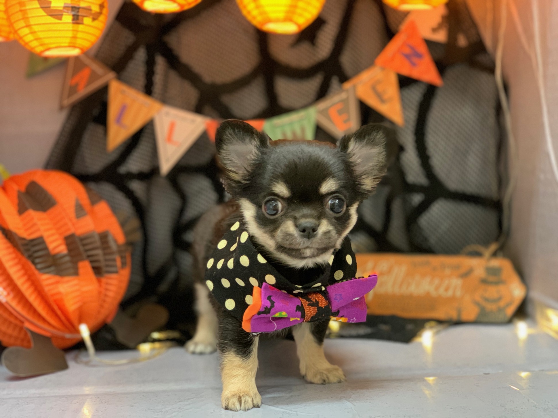 🍂NEWオススメ犬🍂