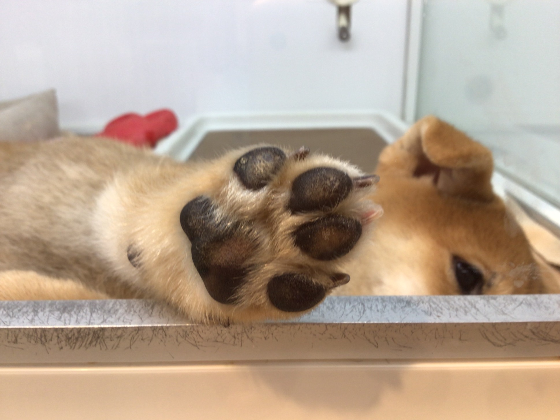 可愛いお手手みーつけた☆彡