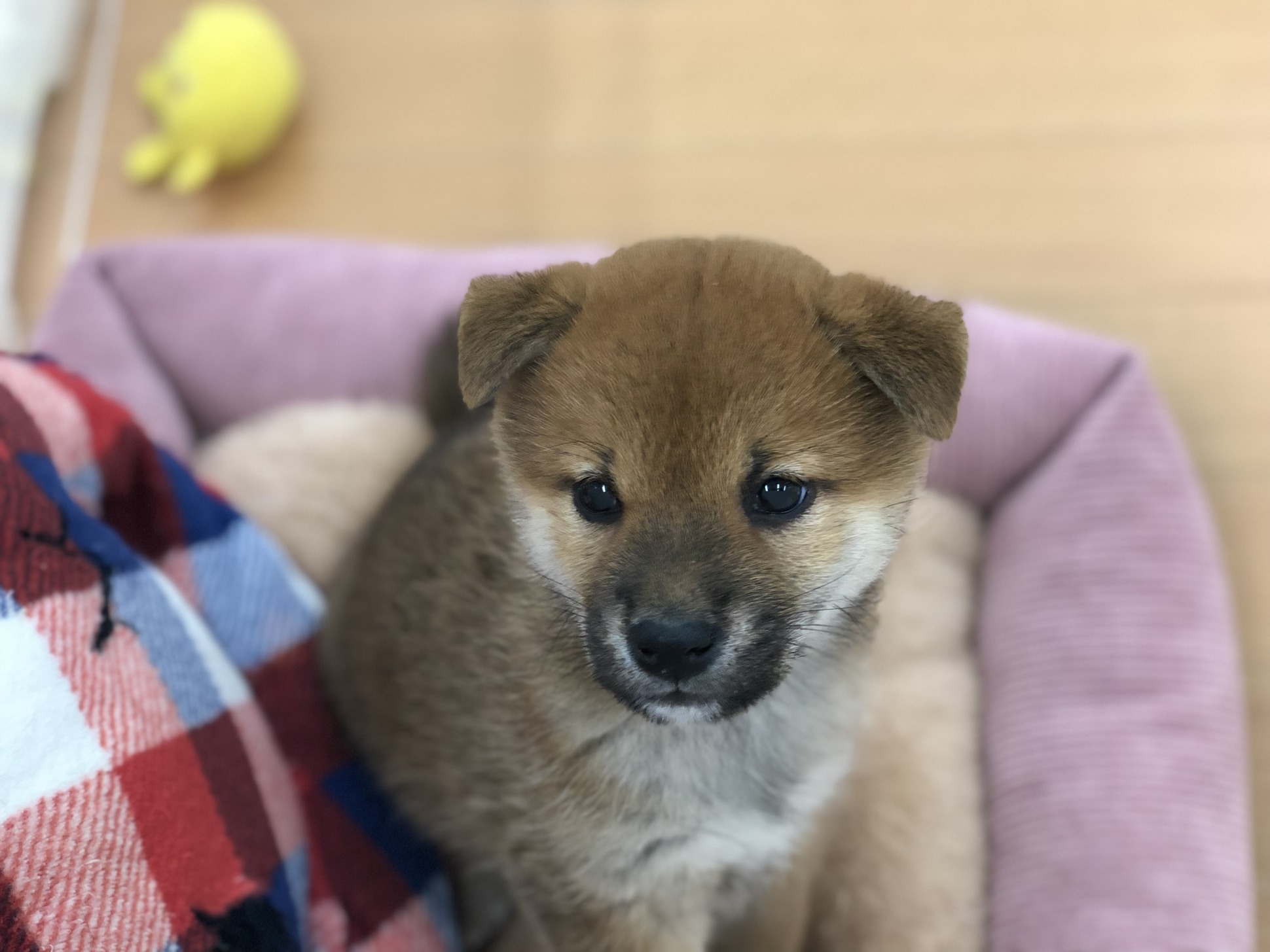 ＊元気いっぱい柴ちゃん＊