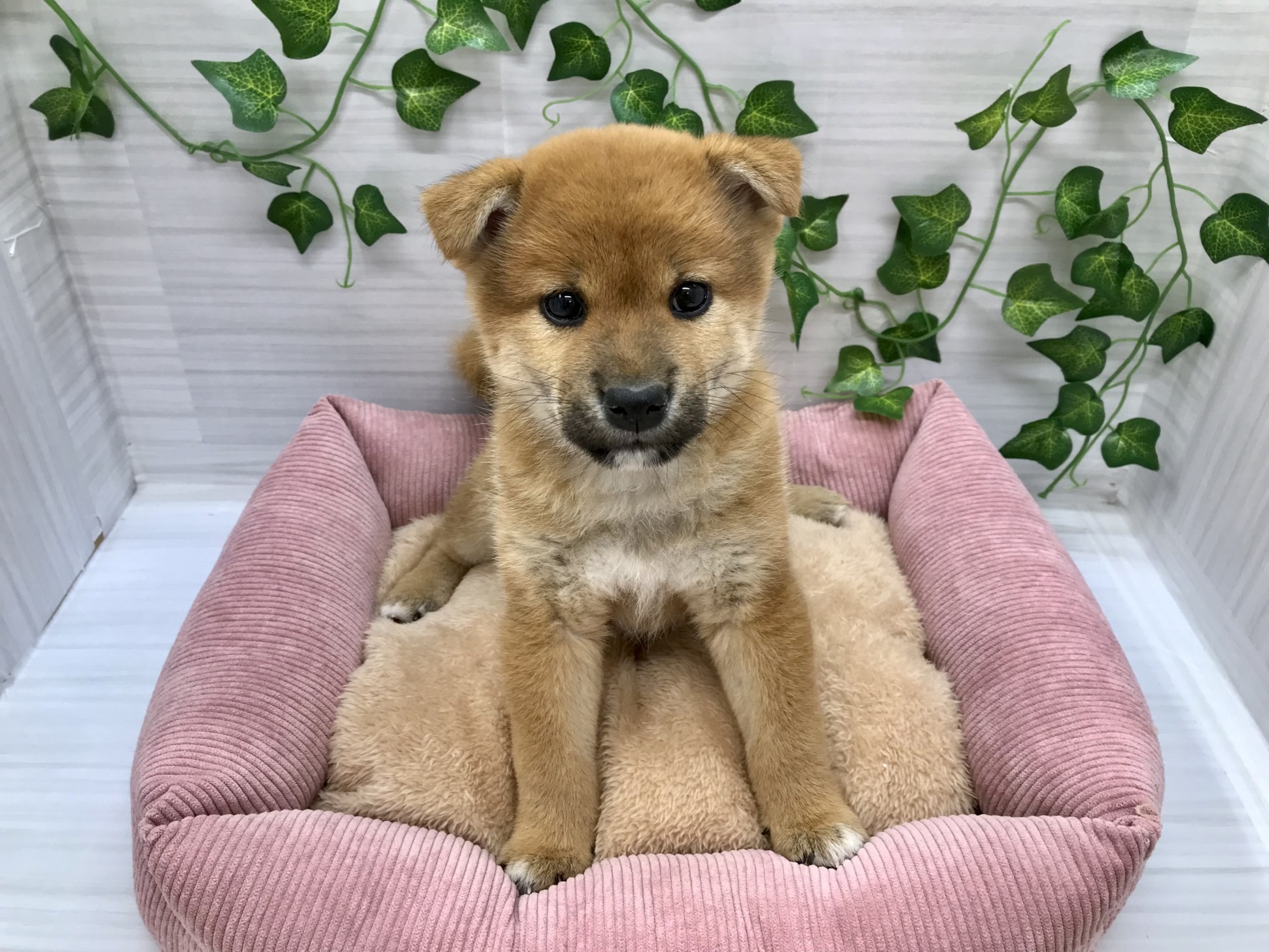 新しい子達がたくさん！