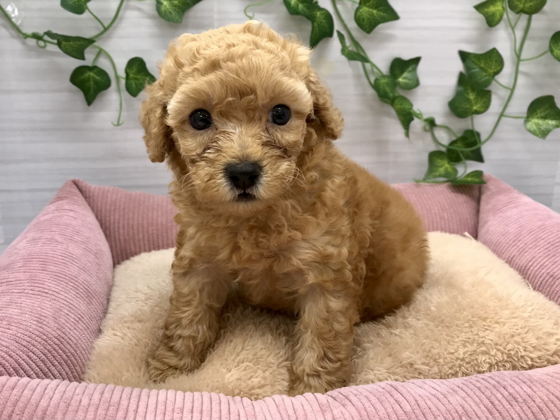 トイプー女の子💗