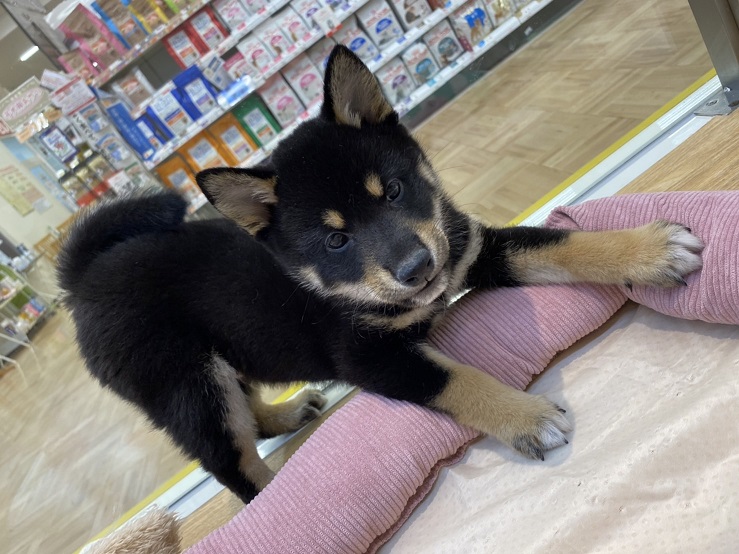 ☆限定！柴犬フェア☆