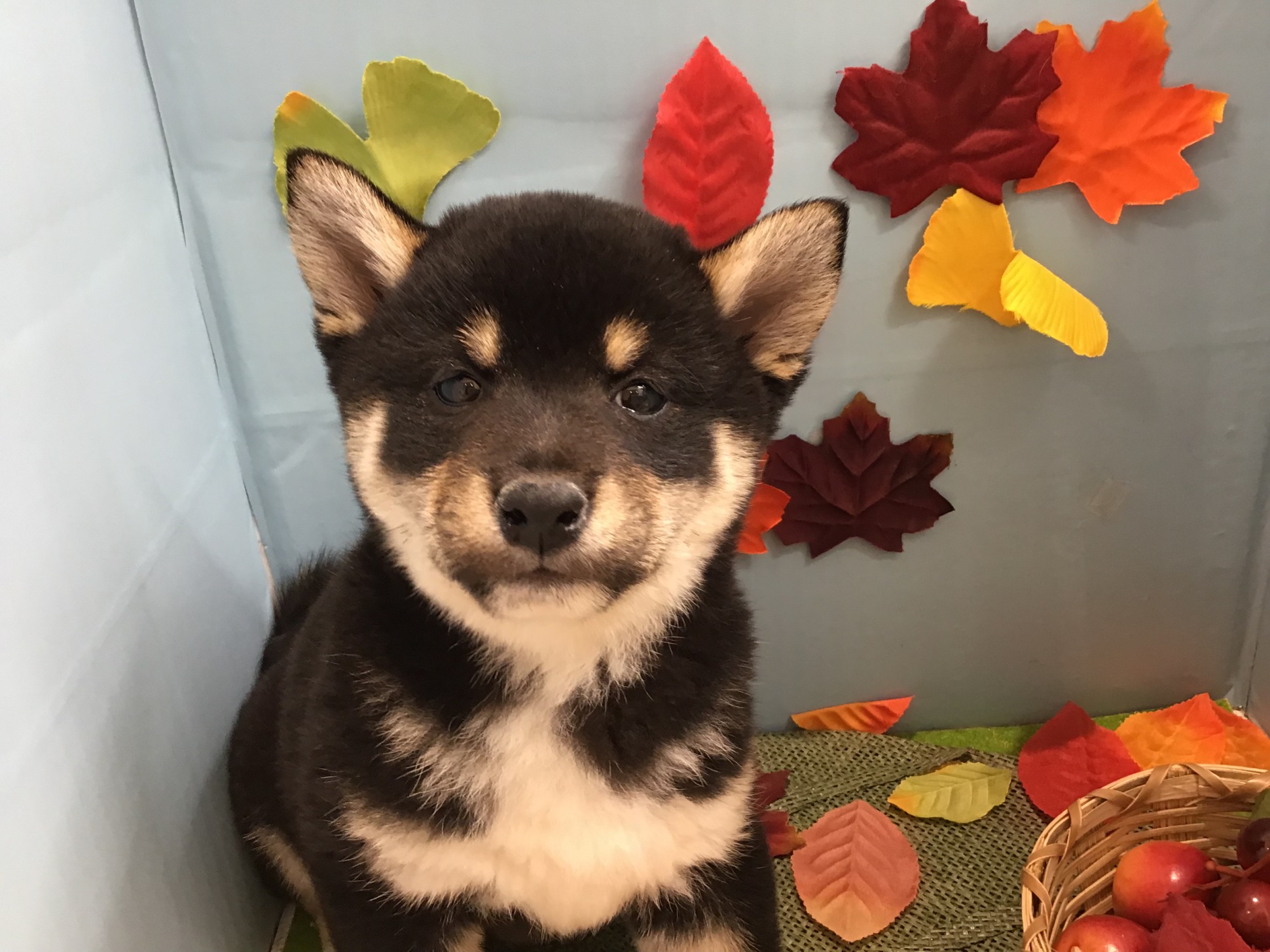 🐾柴犬フェア🐾
