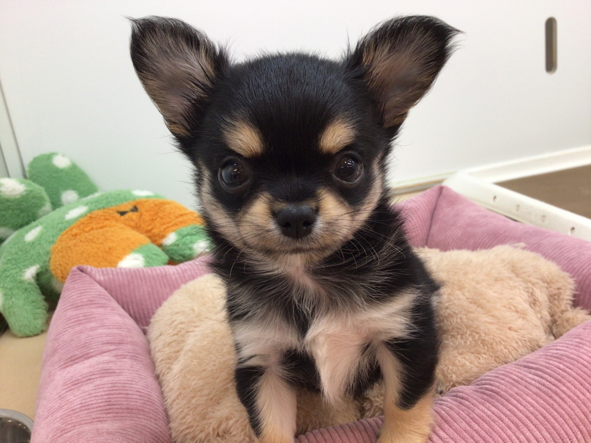 ⭐お知らせ⭐