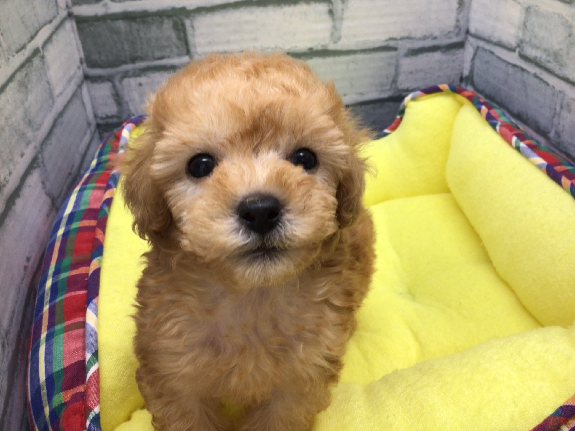 ⭐新入りワンコ達⭐