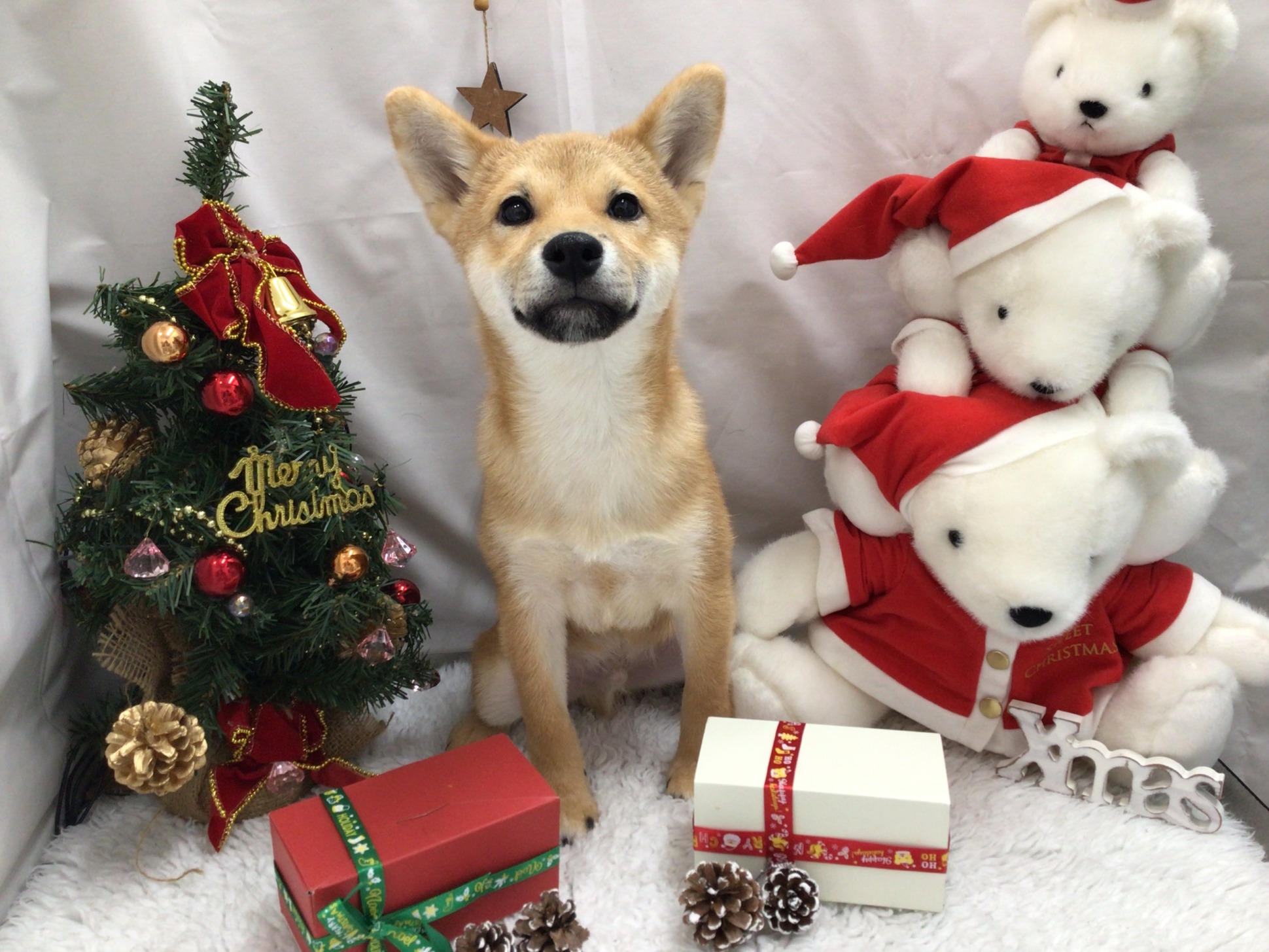 ⭐柴犬フェア⭐