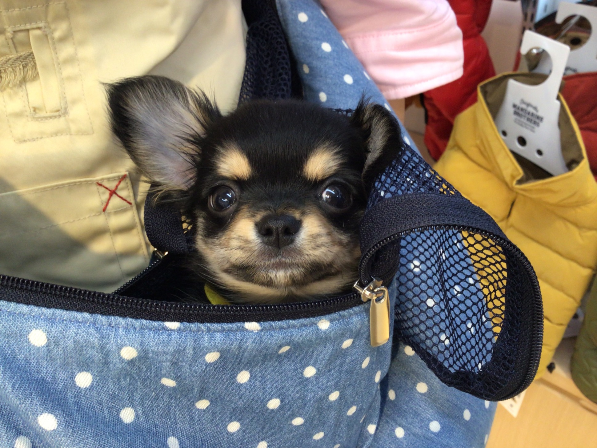 💗今日のちっち君💗