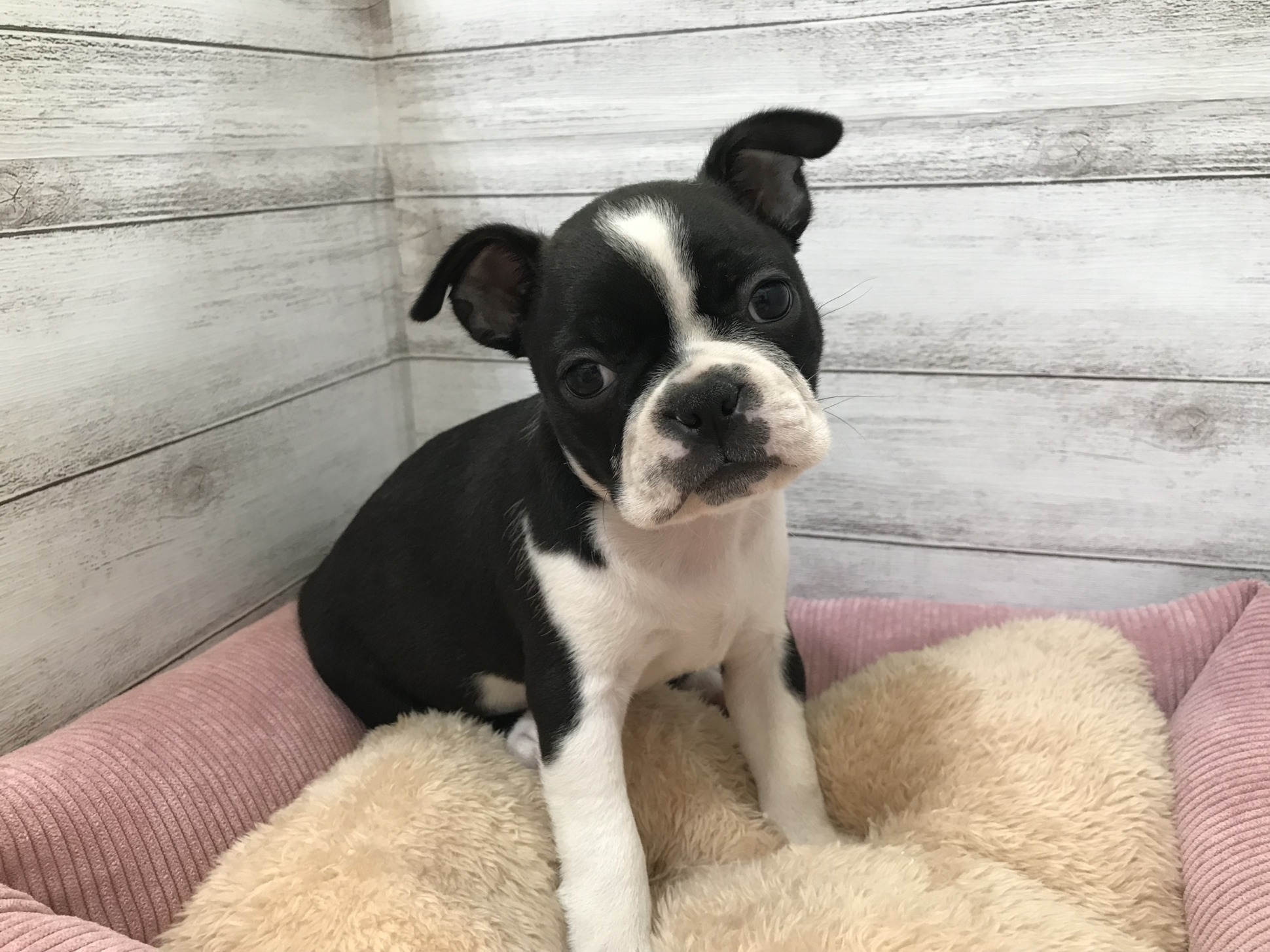 ☆おすすめ犬お引越ししました☆