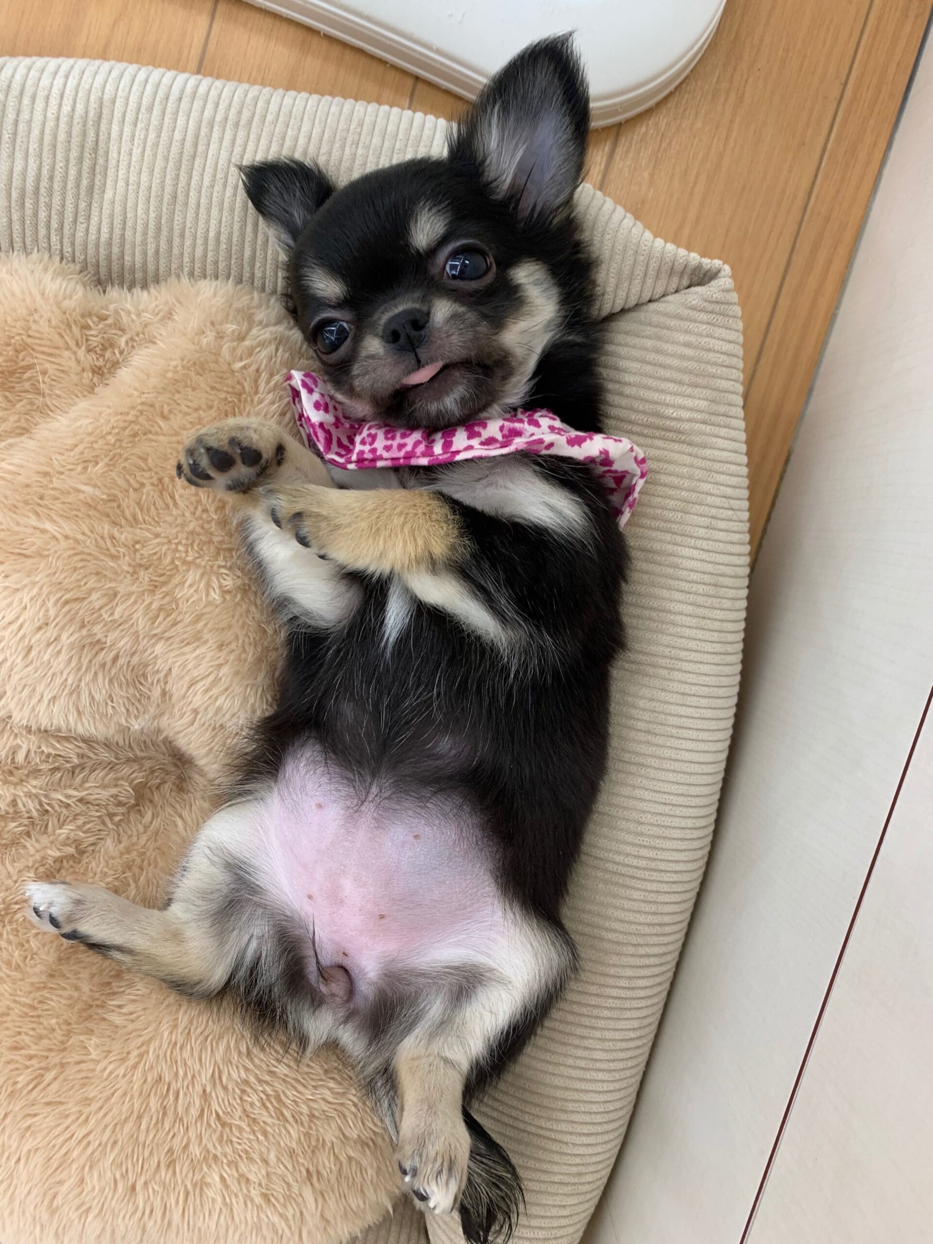 甘えんぼちゃんの一コマ🍒