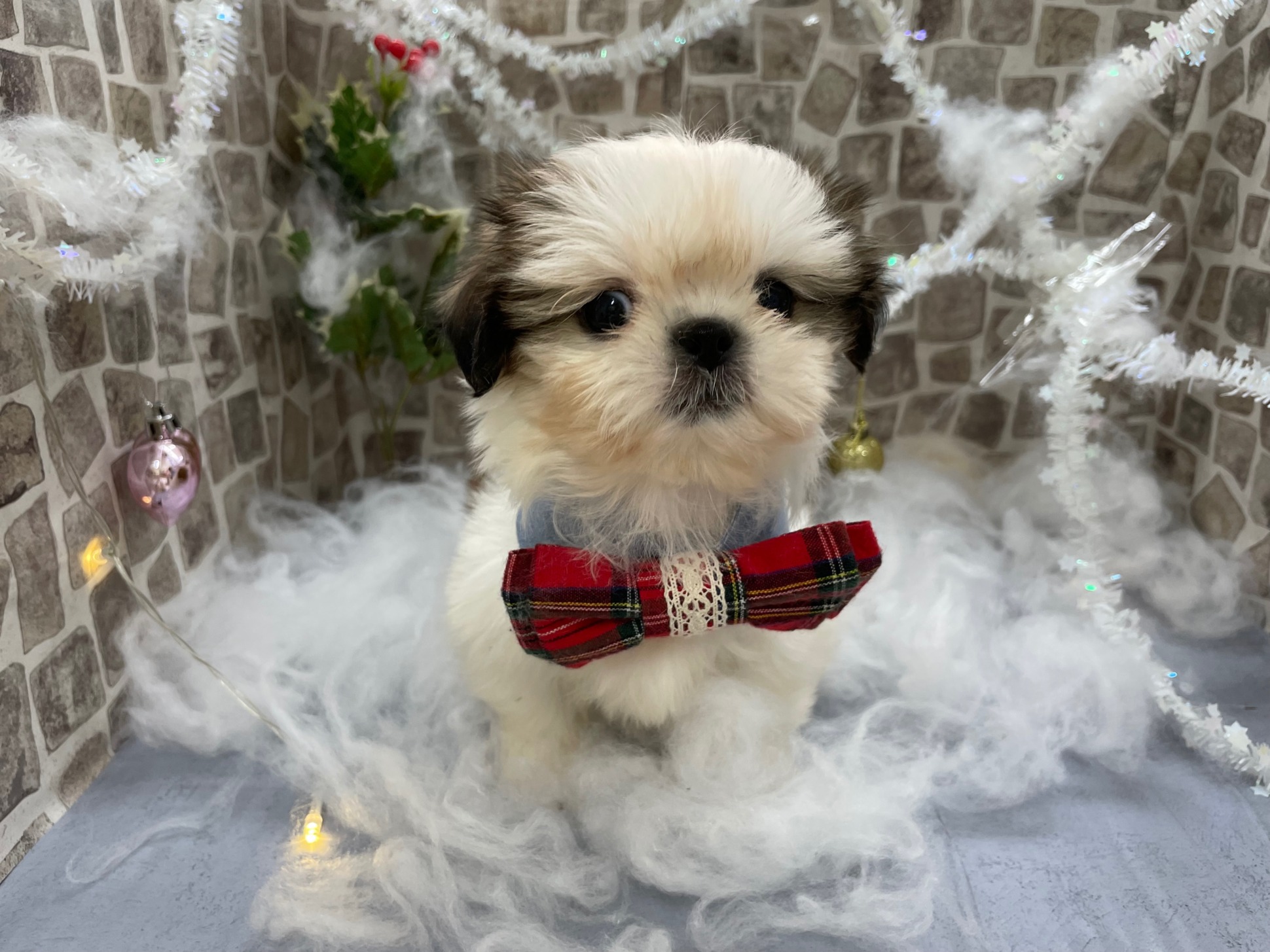 オススメ犬バトンタッチ★