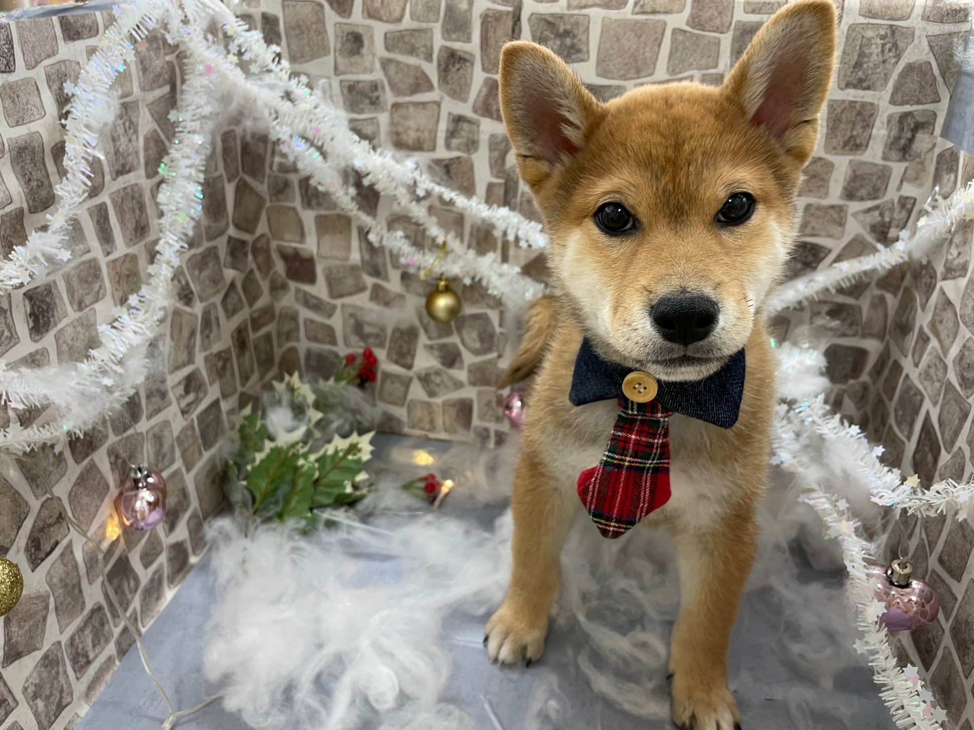 27日28日限定！！柴犬フェア開催中🎄