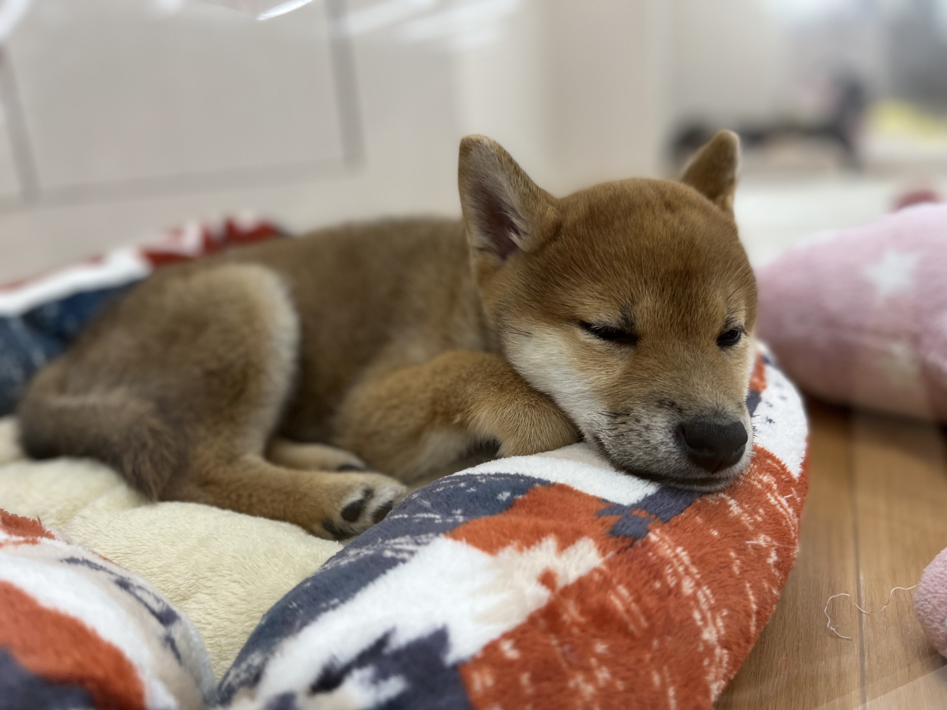 すやすや…💤