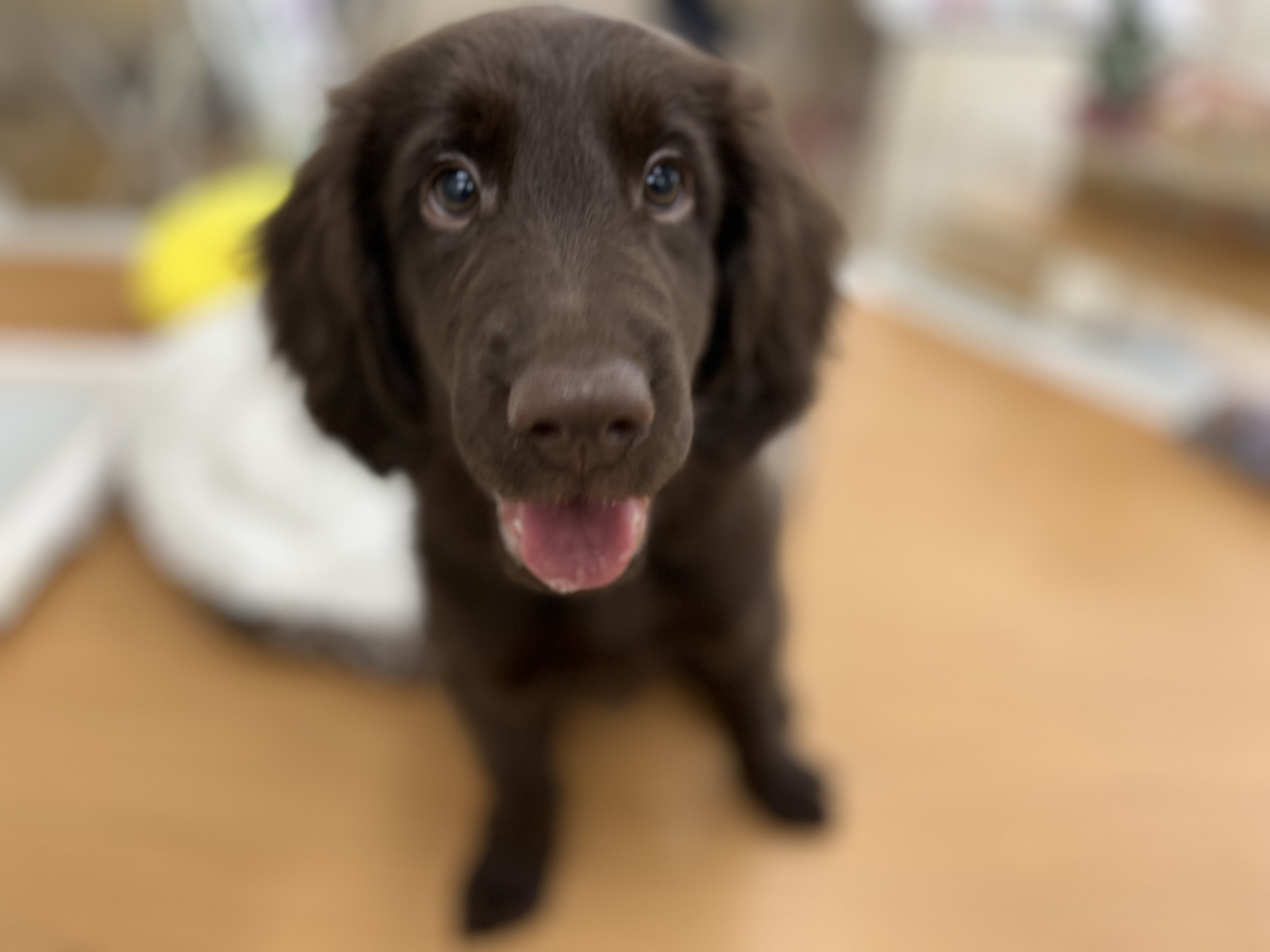 ＊おすすめ犬バトンターッチ＊