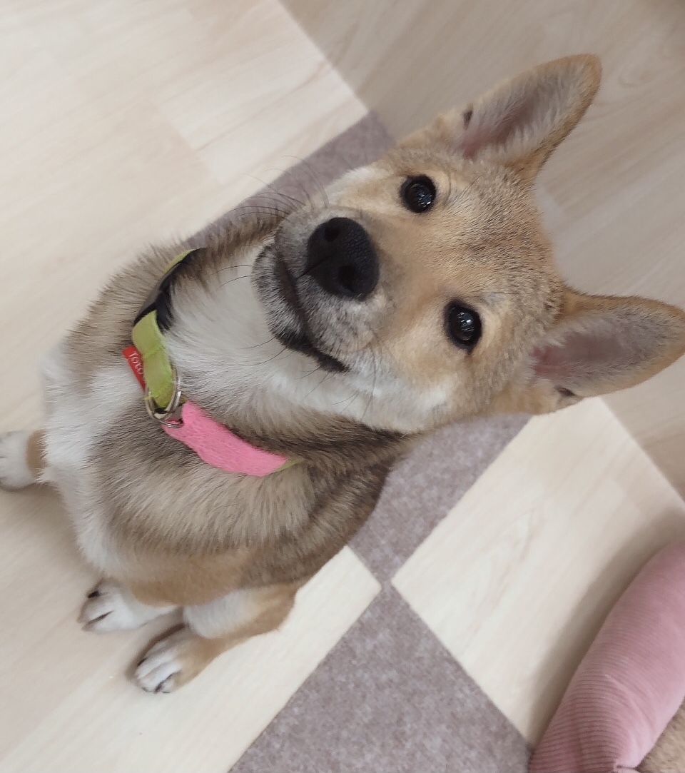 ★柴犬フェア　本日最終日★