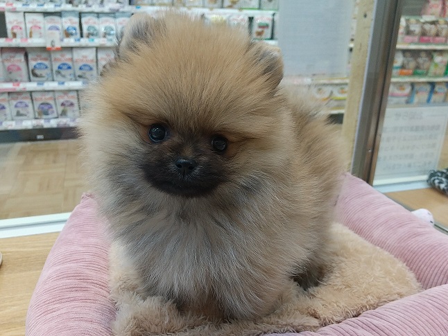 ♡NEW おすすめ犬♡