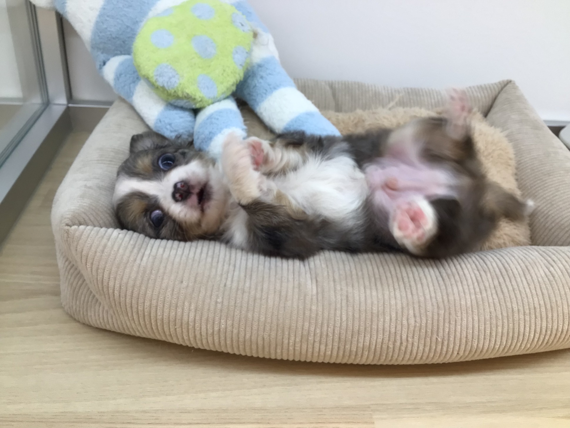 ☆よろしくね♪☆