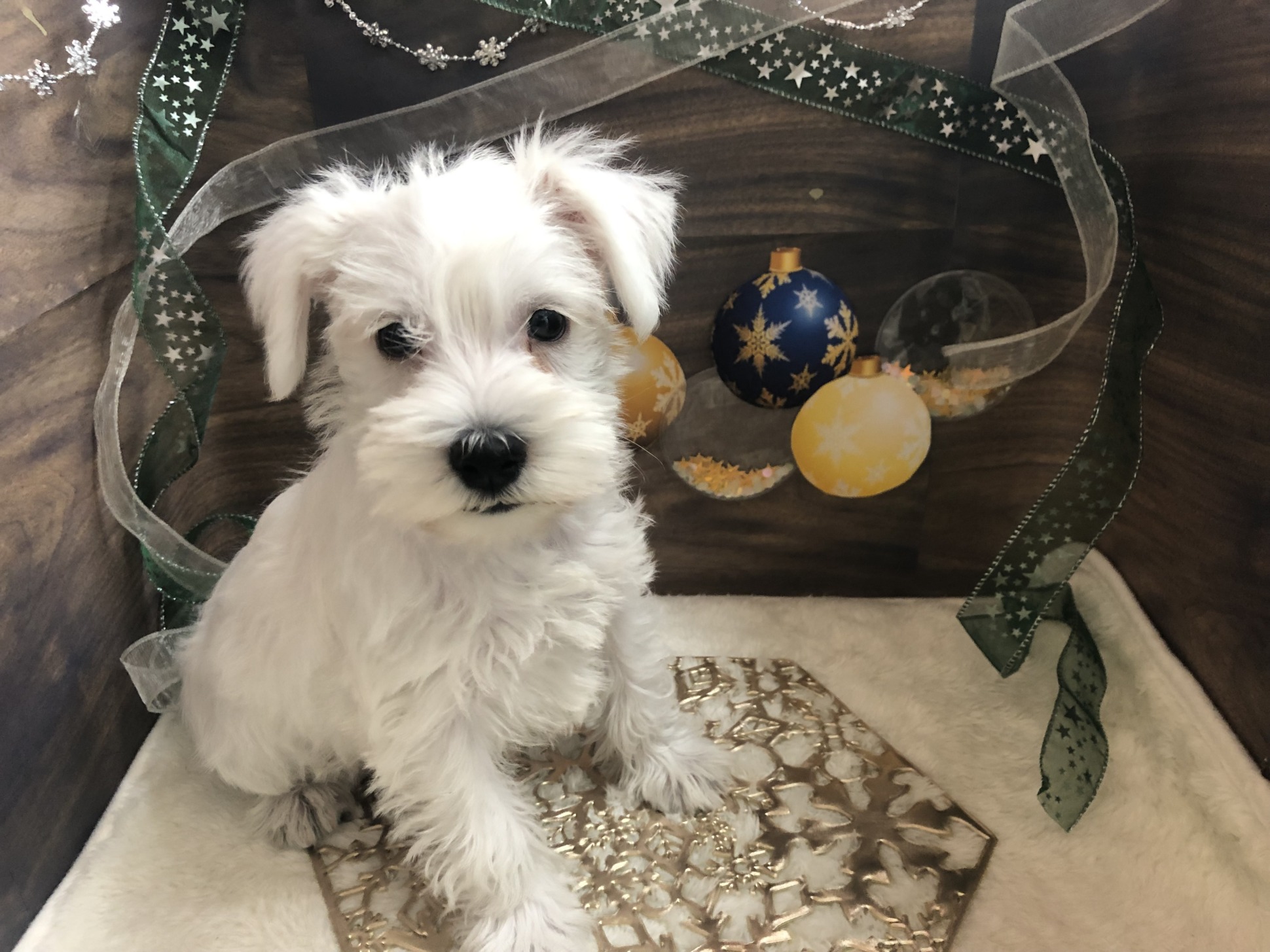＊おすすめ犬バトンタッチ＊