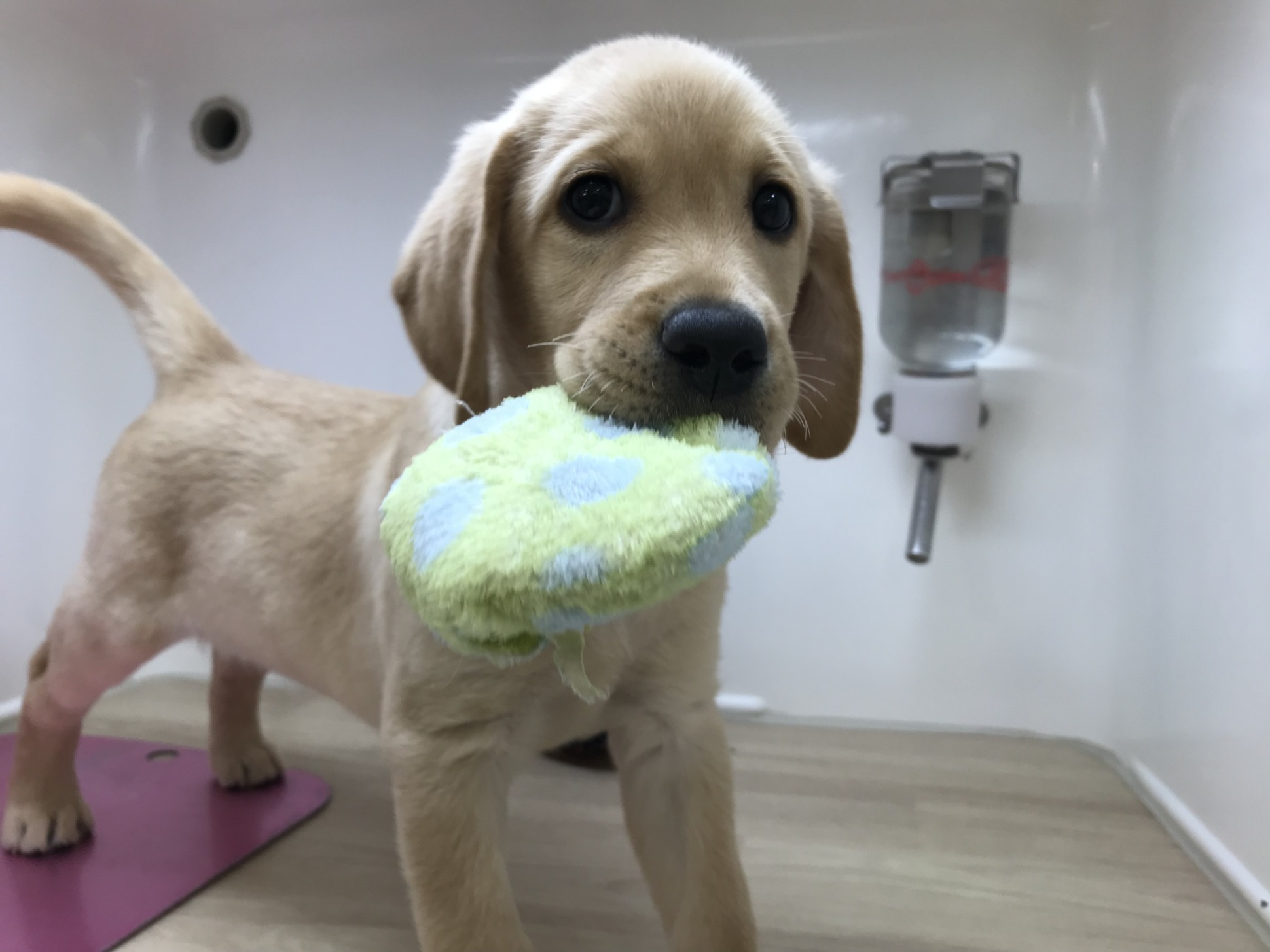 おすすめ犬任命！！