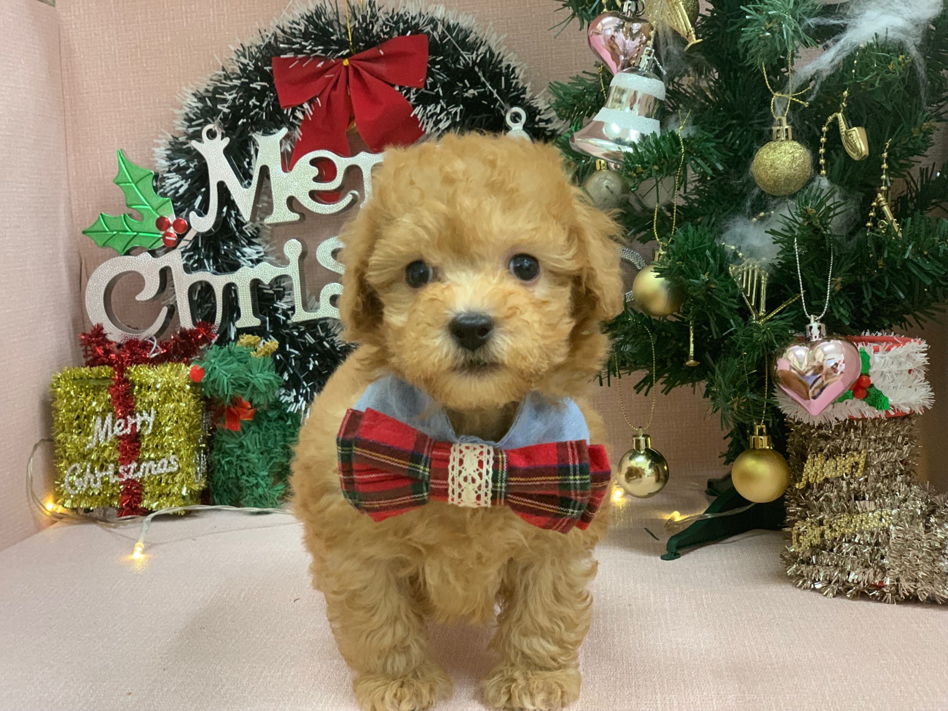 おすすめ犬決定☺