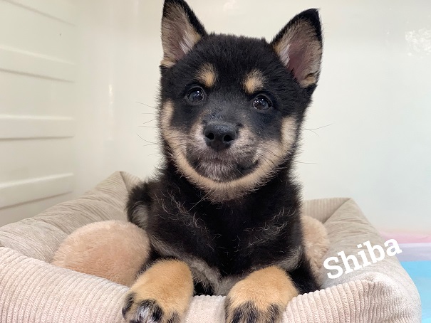 ☆NEWオススメ犬☆