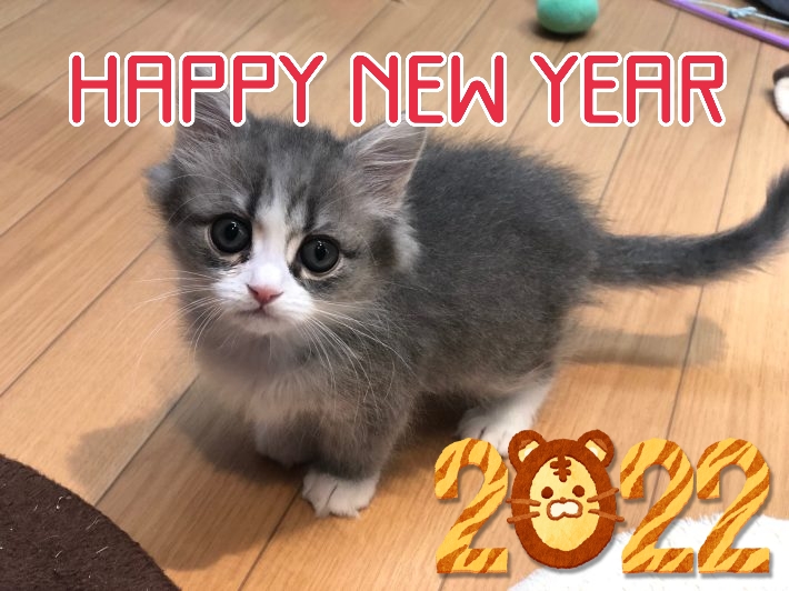 🎍明けましておめでとうございます🎍