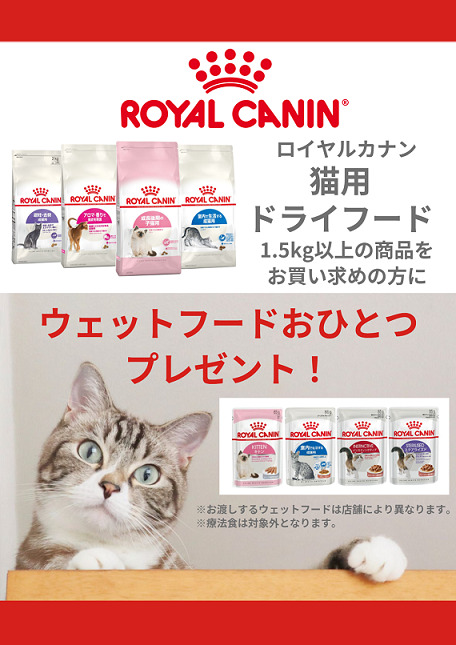 ☆ウェットフードおひとつプレゼント☆