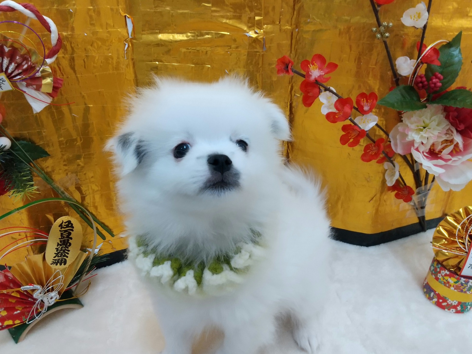 ♡new おすすめ犬♡