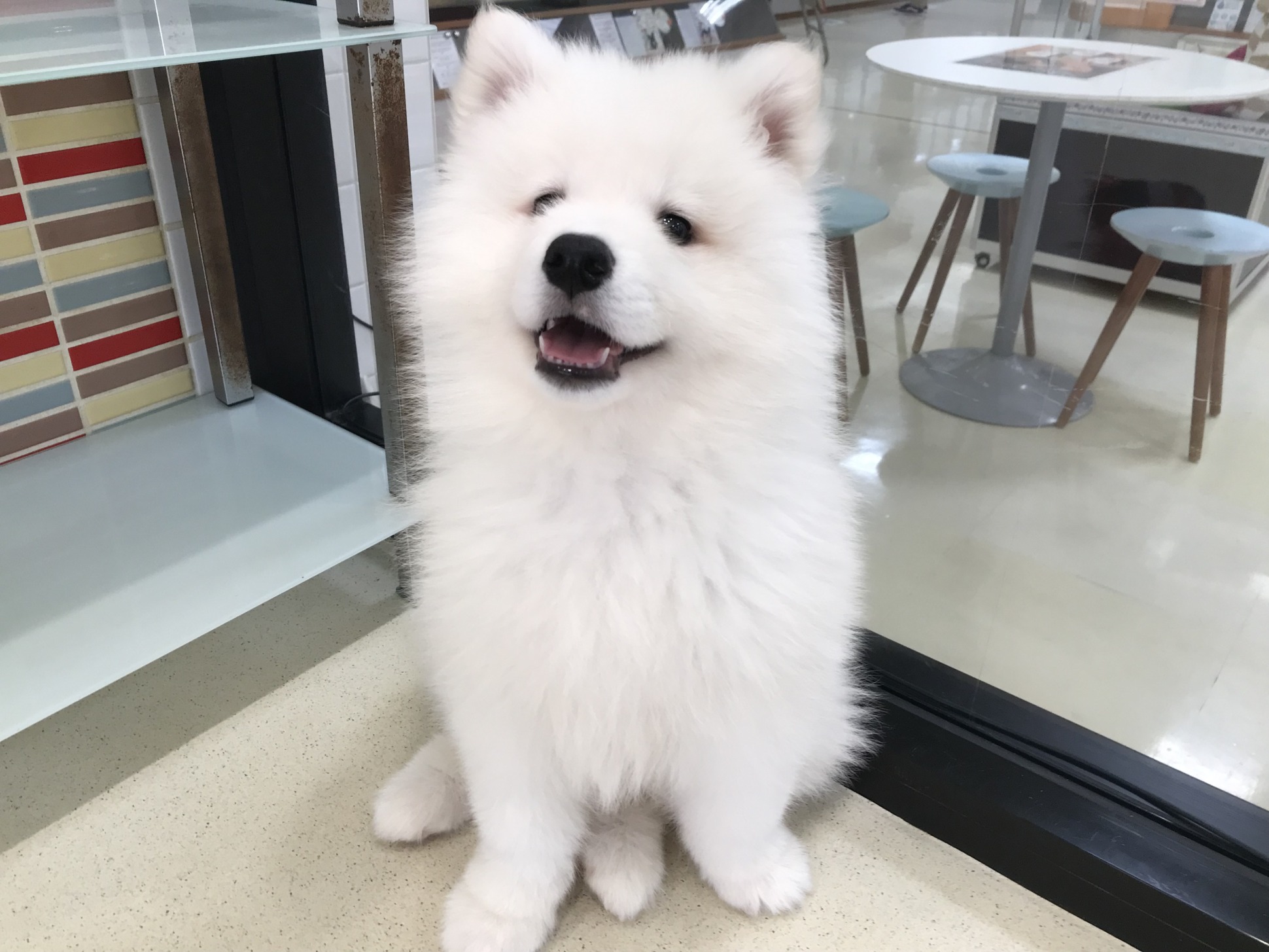 おすすめ犬に任命！！