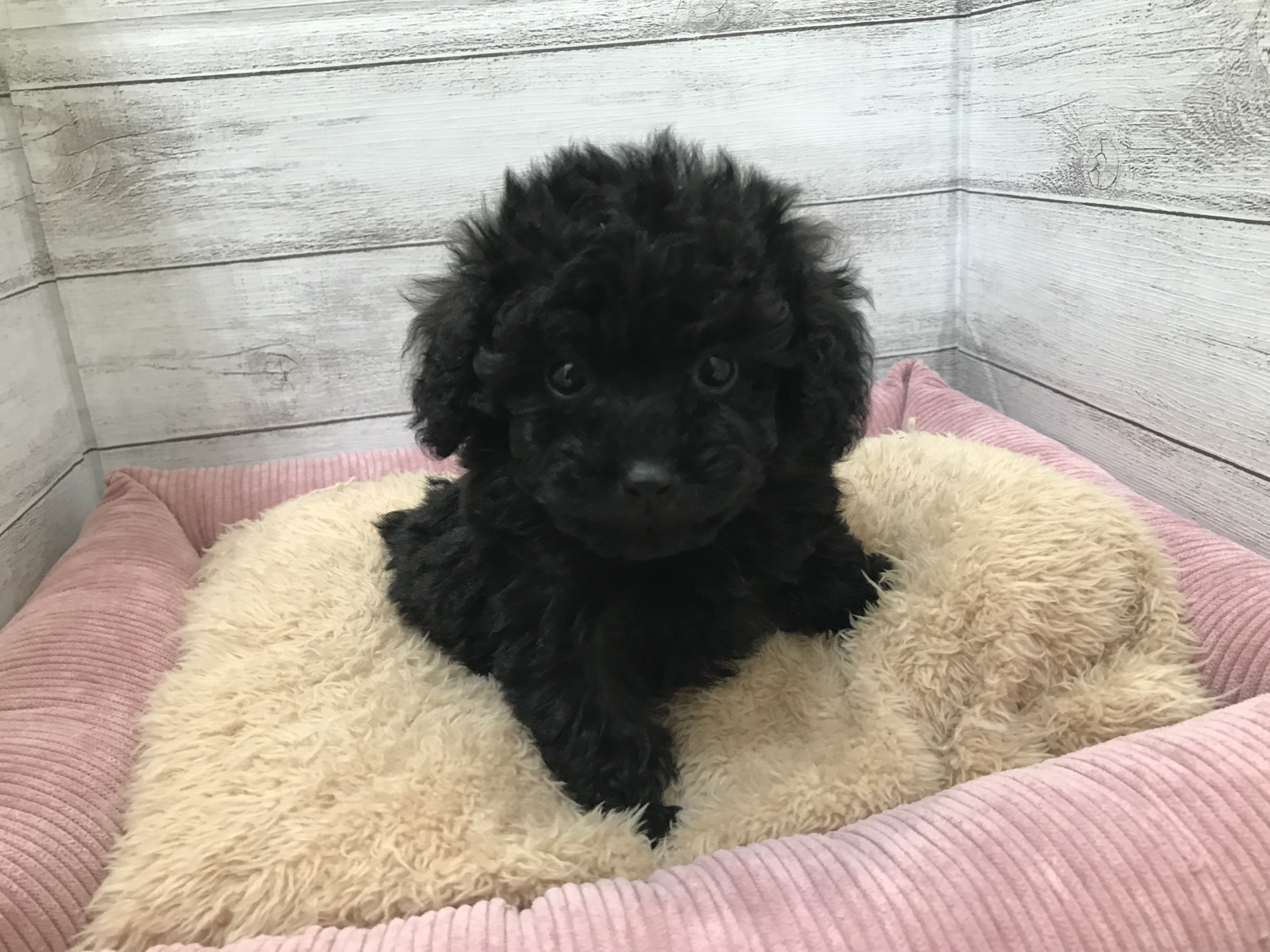 ☆☆おすすめ犬に任命！☆☆