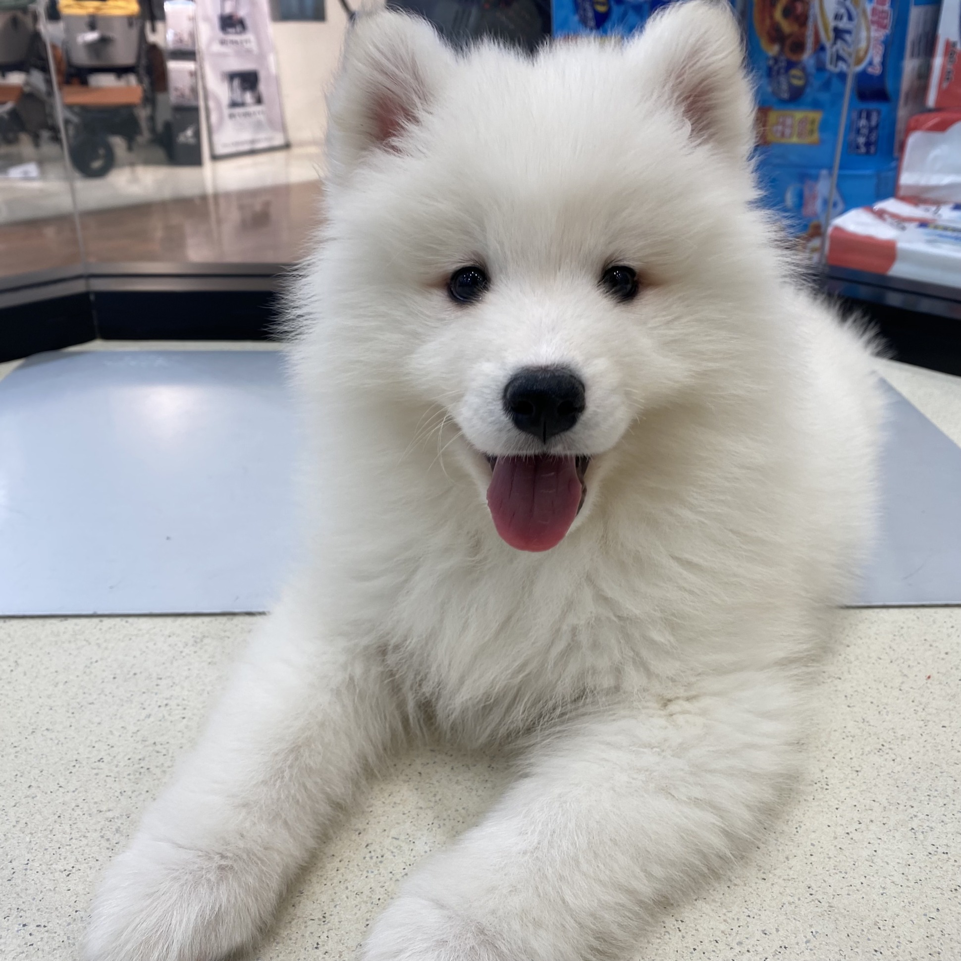 ☆サモちゃんお引越ししました☆