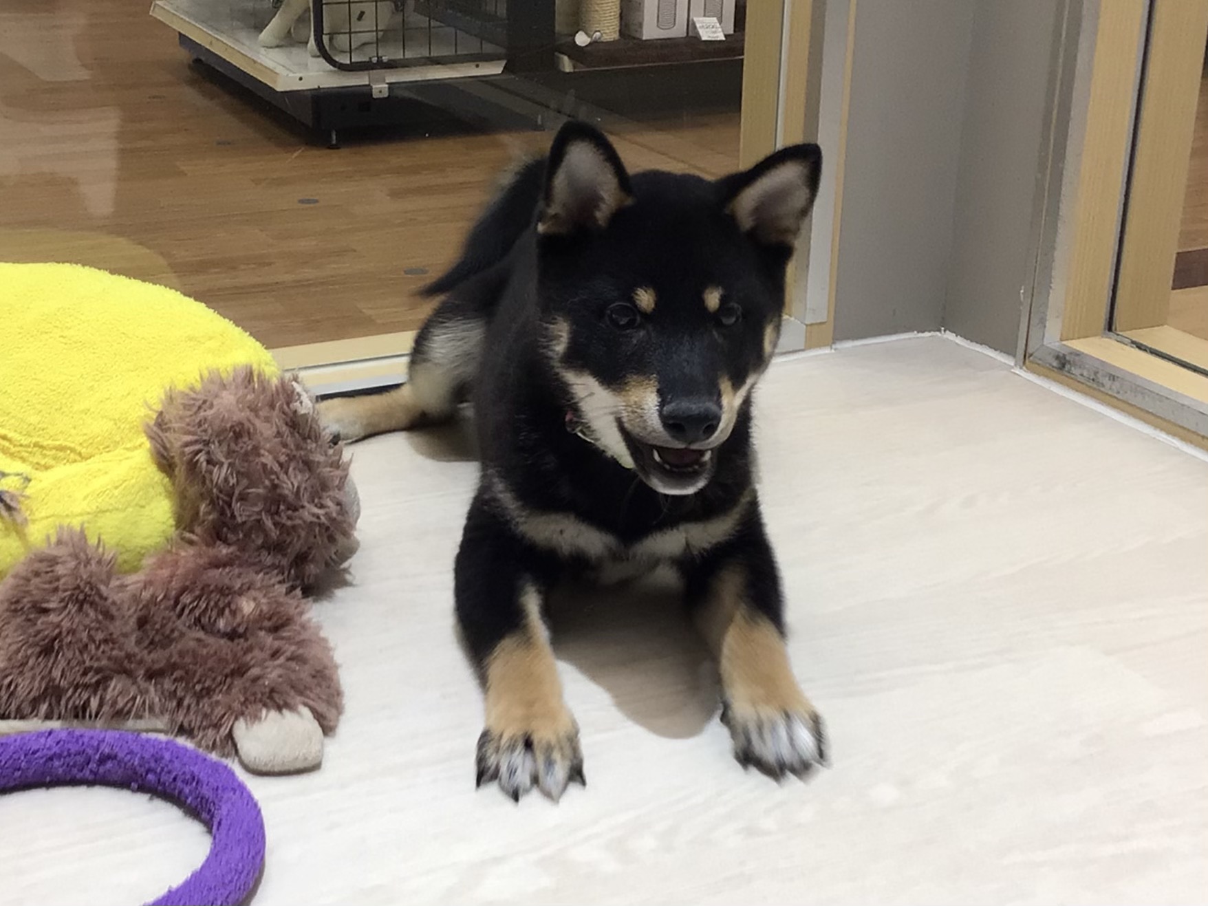 ☆初めまして🐾☆