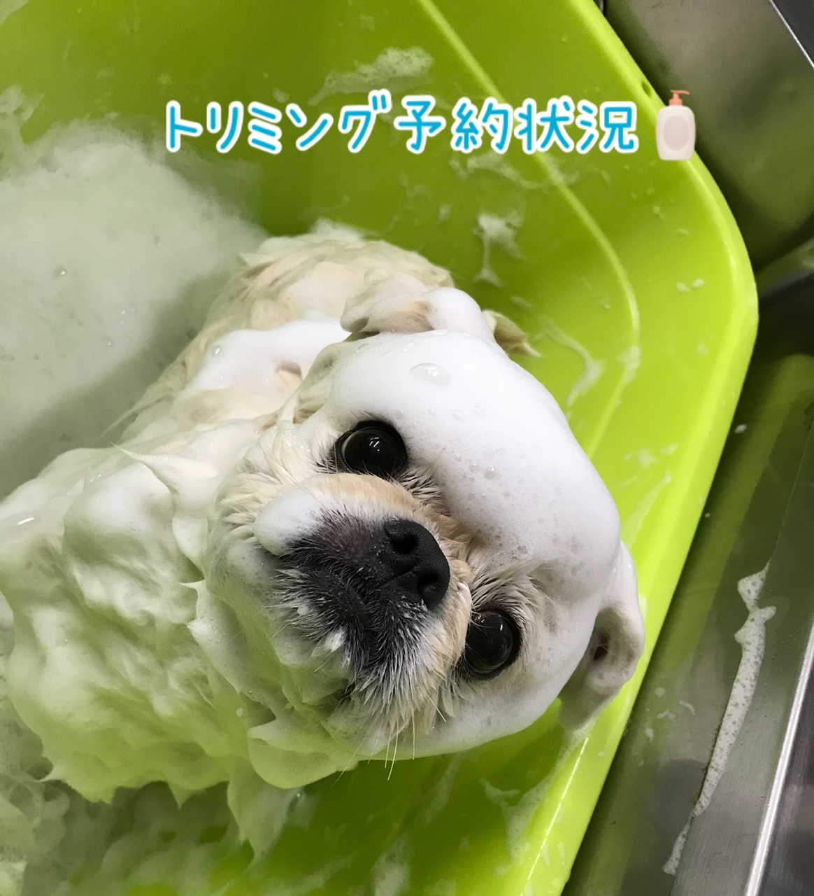 トリミング予約状況✂