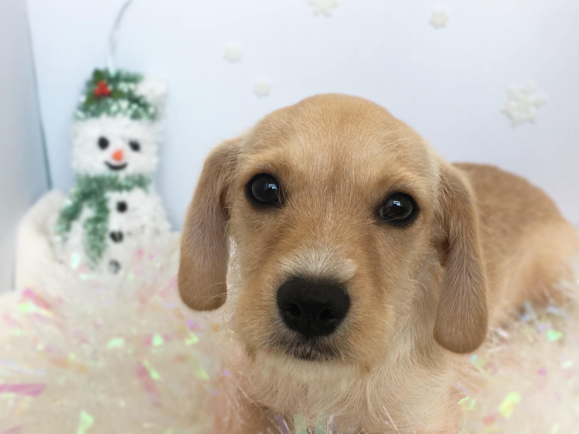 おすすめ犬チェンジ☆彡