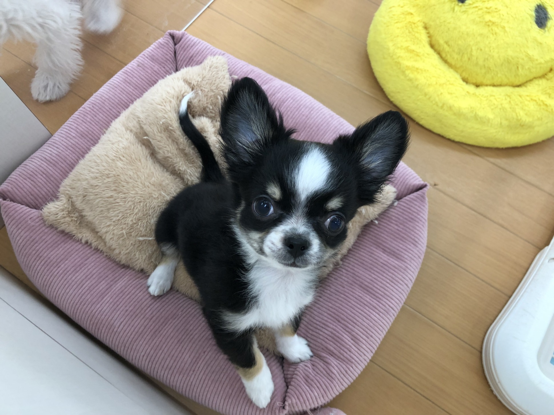 可愛いふたりを紹介♪