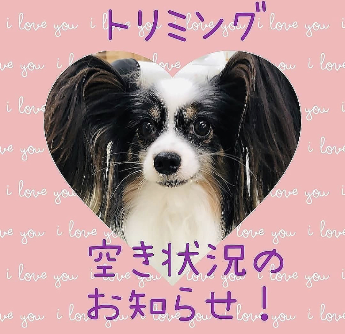 ＊トリミング空き状況のお知らせ＊