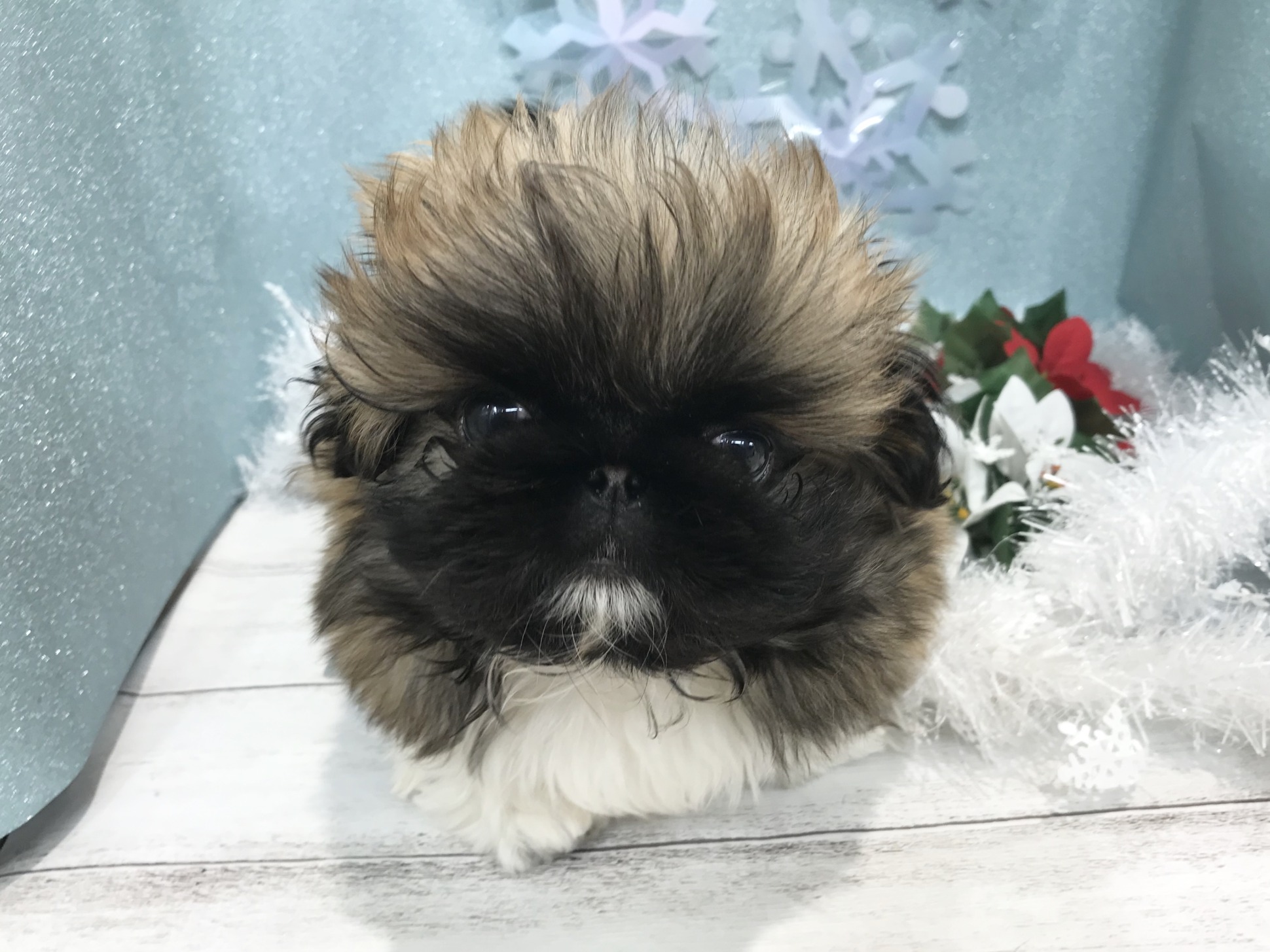 🐈新年🌟明けましておめでとうございます🐩