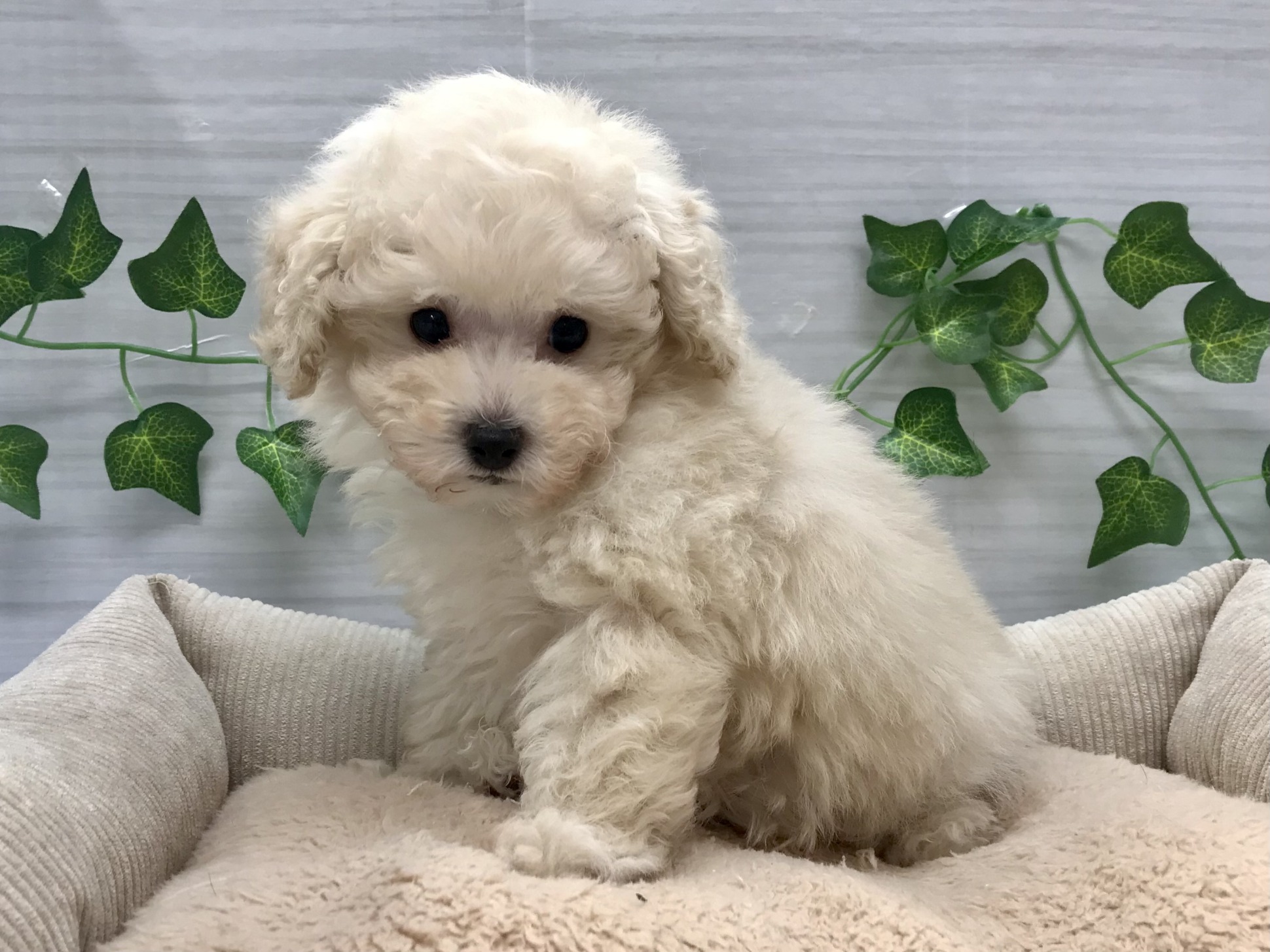 新しいおすすめ犬☆
