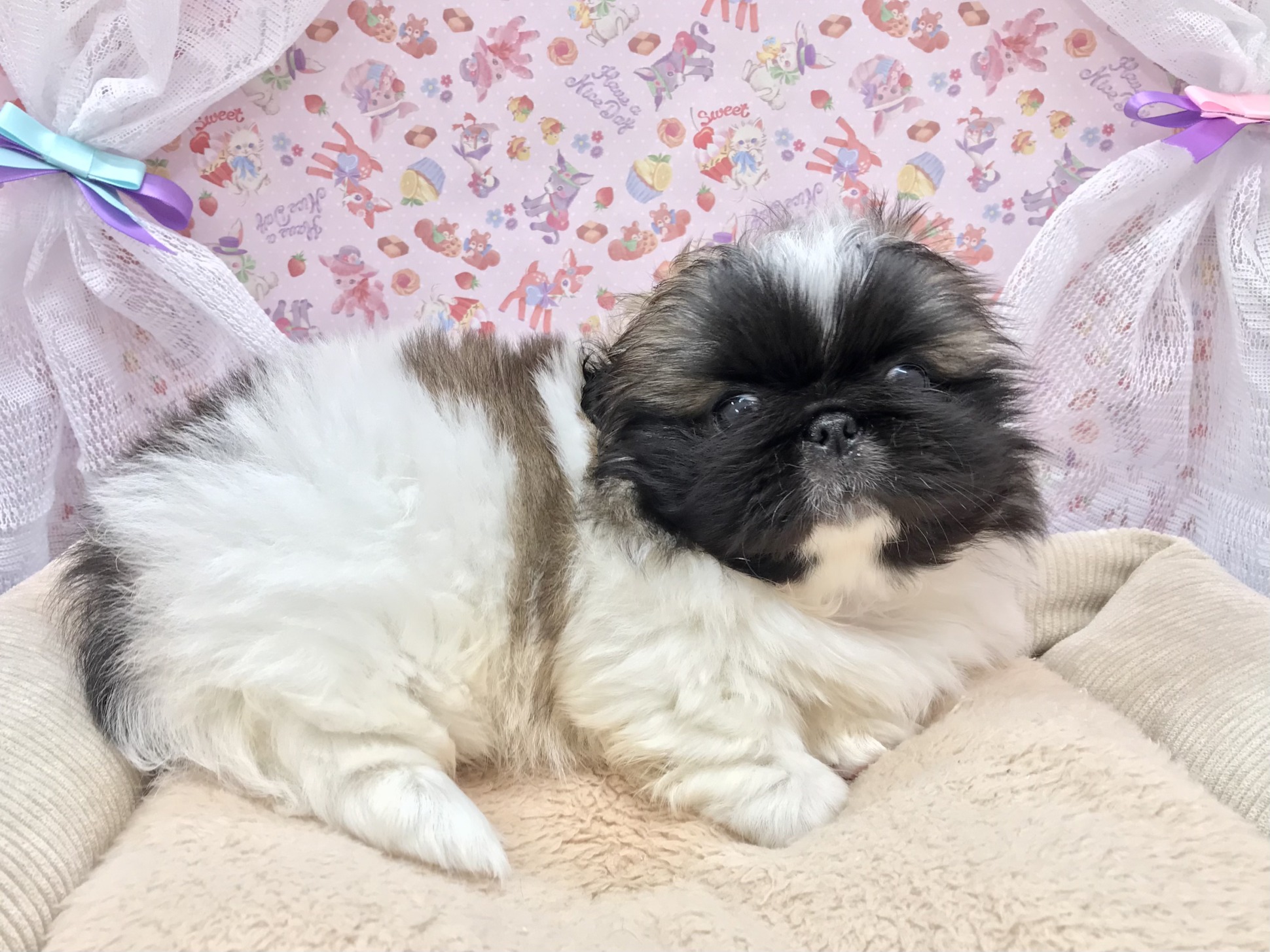 ペキちゃん登場☆