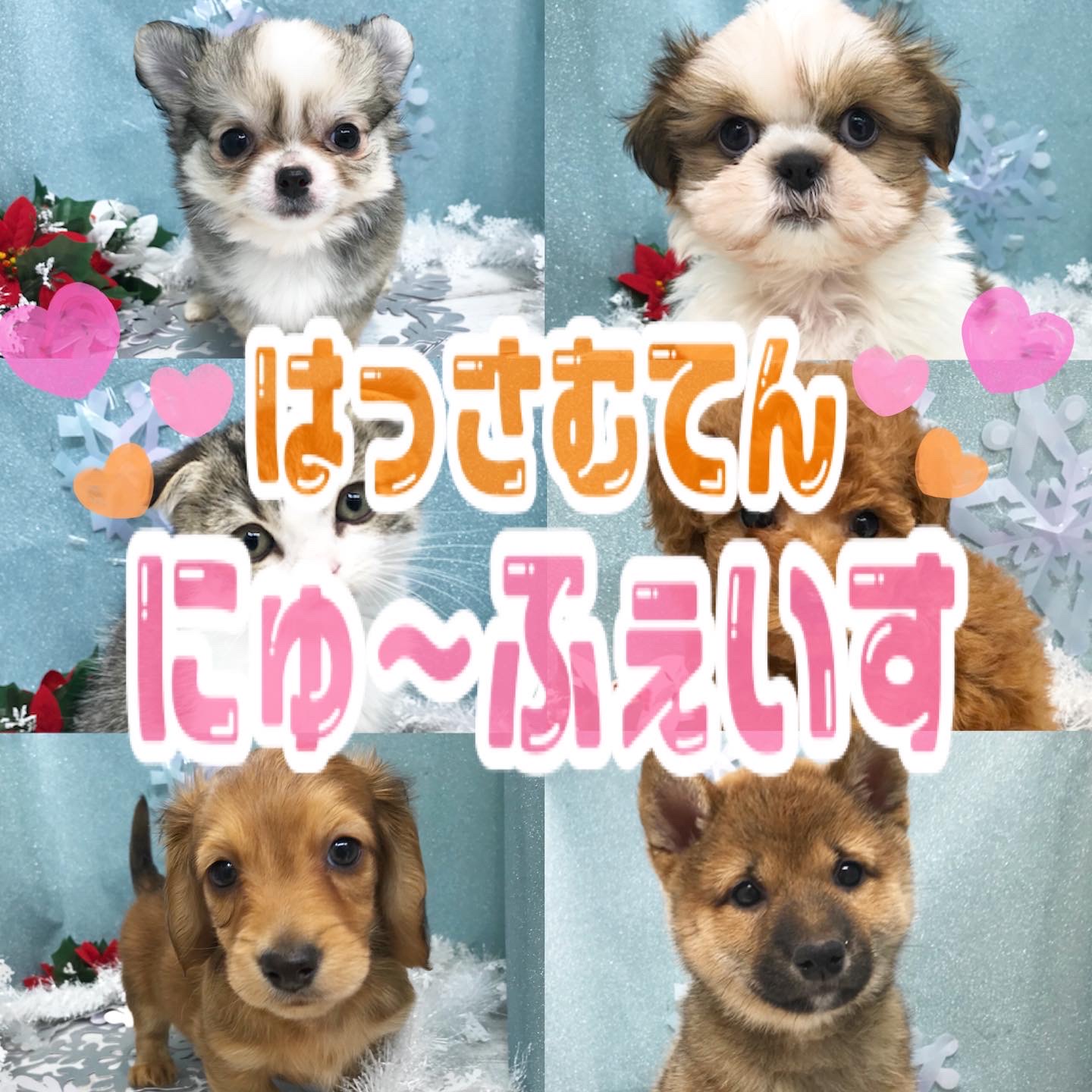 🐾NEW FACE🐾