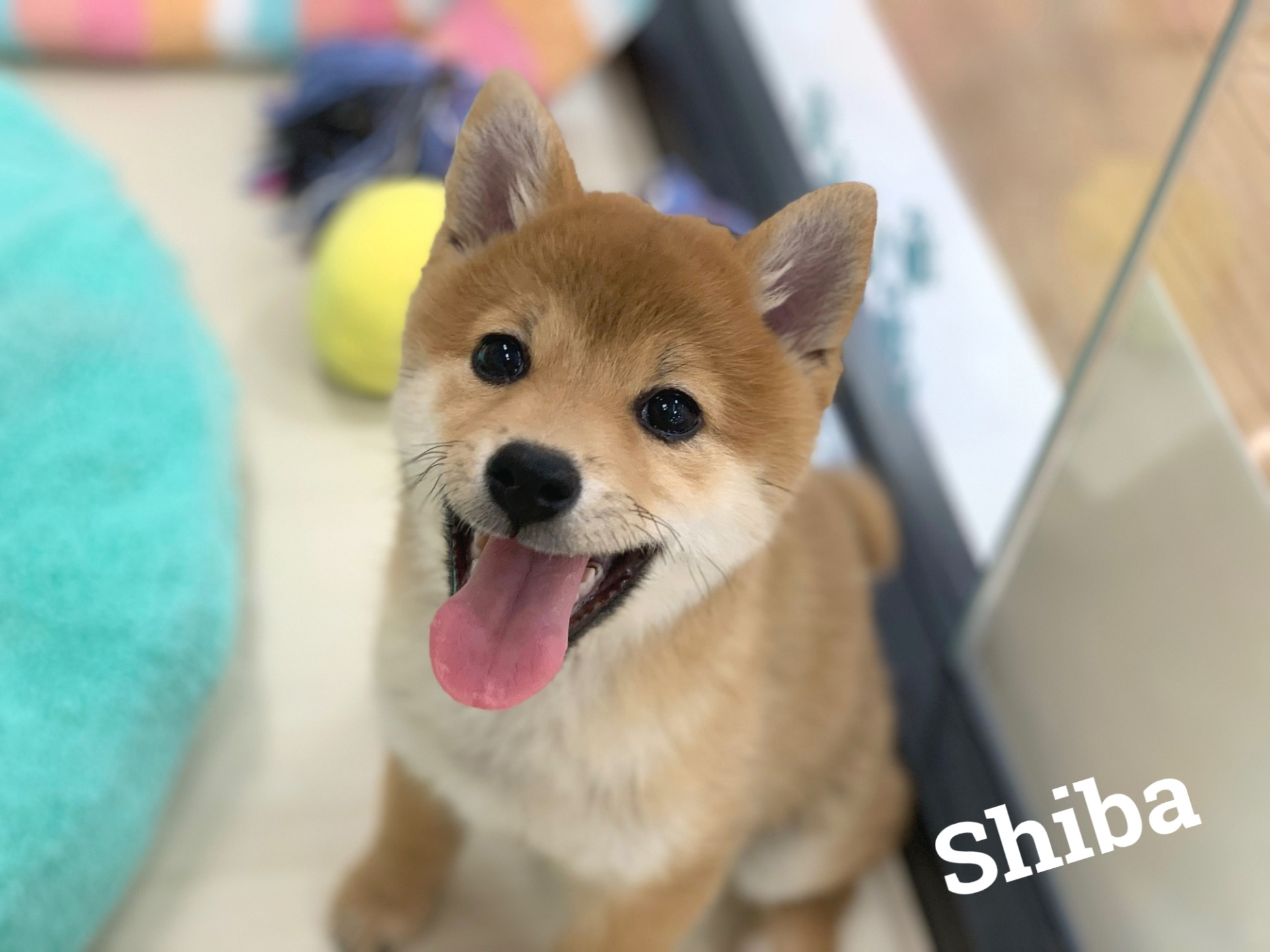 ★笑顔が可愛すぎる柴ちゃん。。★