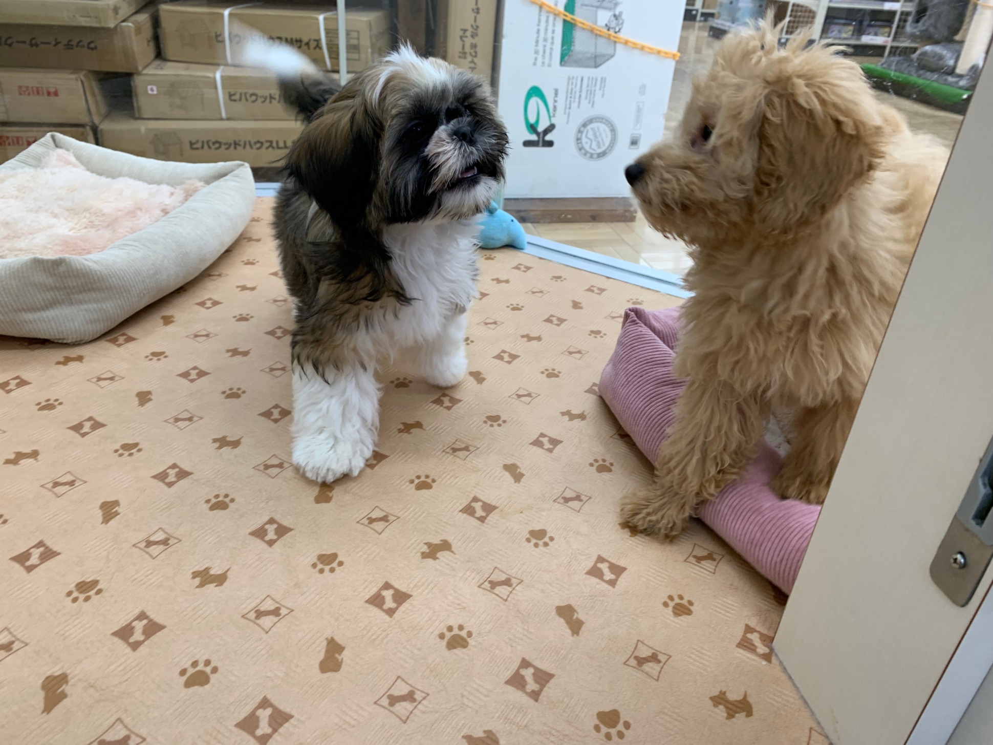 お友達が出来ました♡