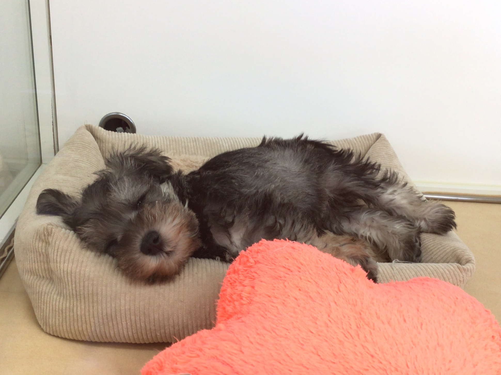 お昼寝シュナ君😪💤