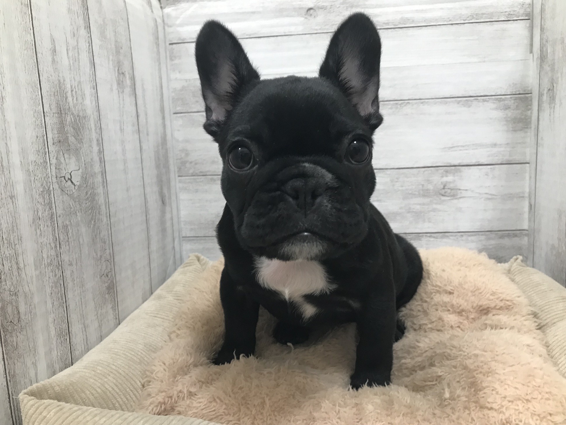 お家が決まりました！＆次代おすすめ犬発表！
