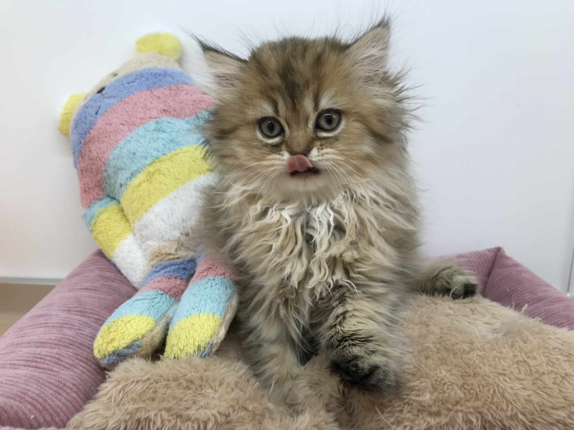 ☆当店のねこちゃん紹介☆